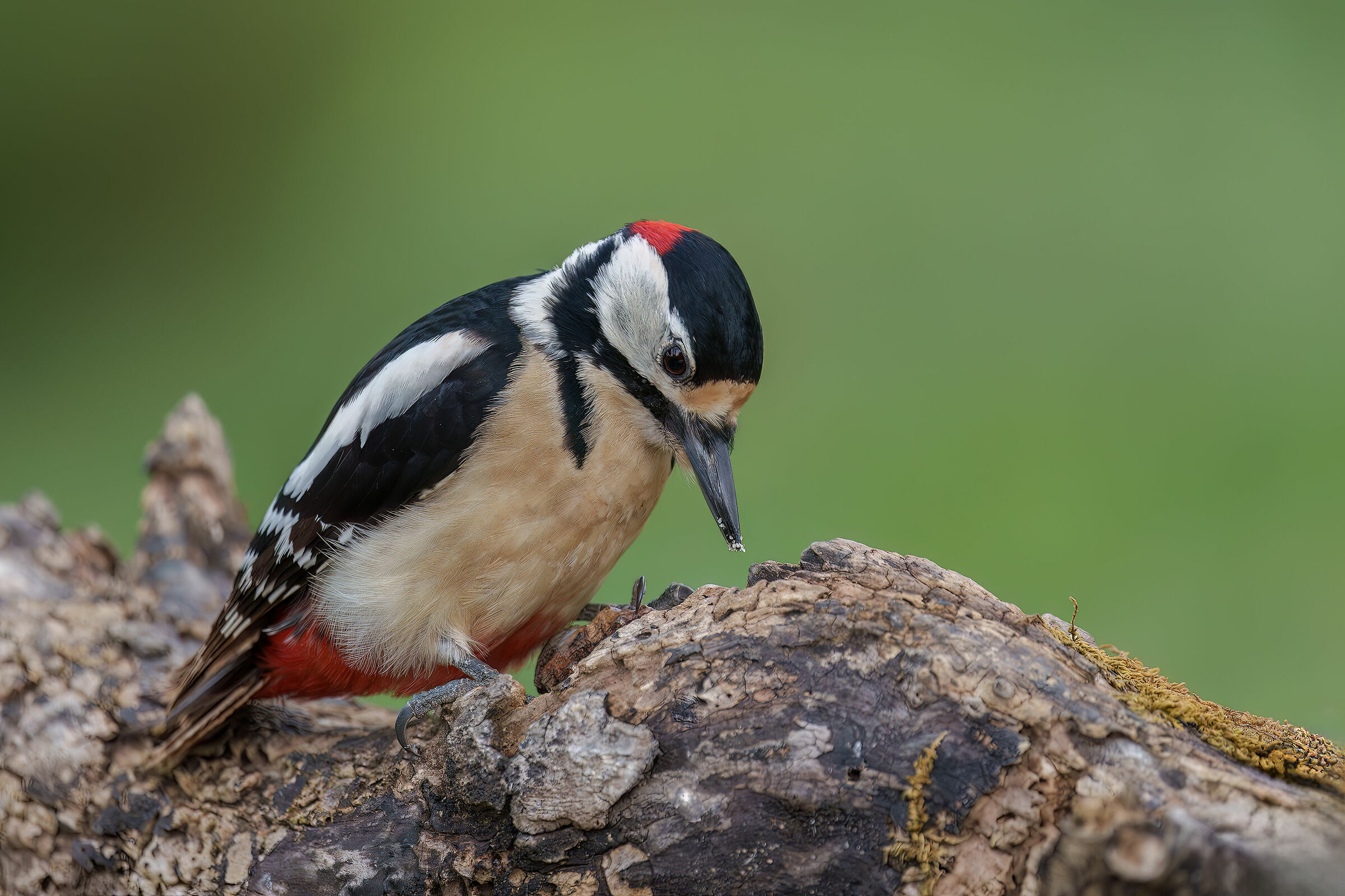 Piccho rosso maggiore maschio
