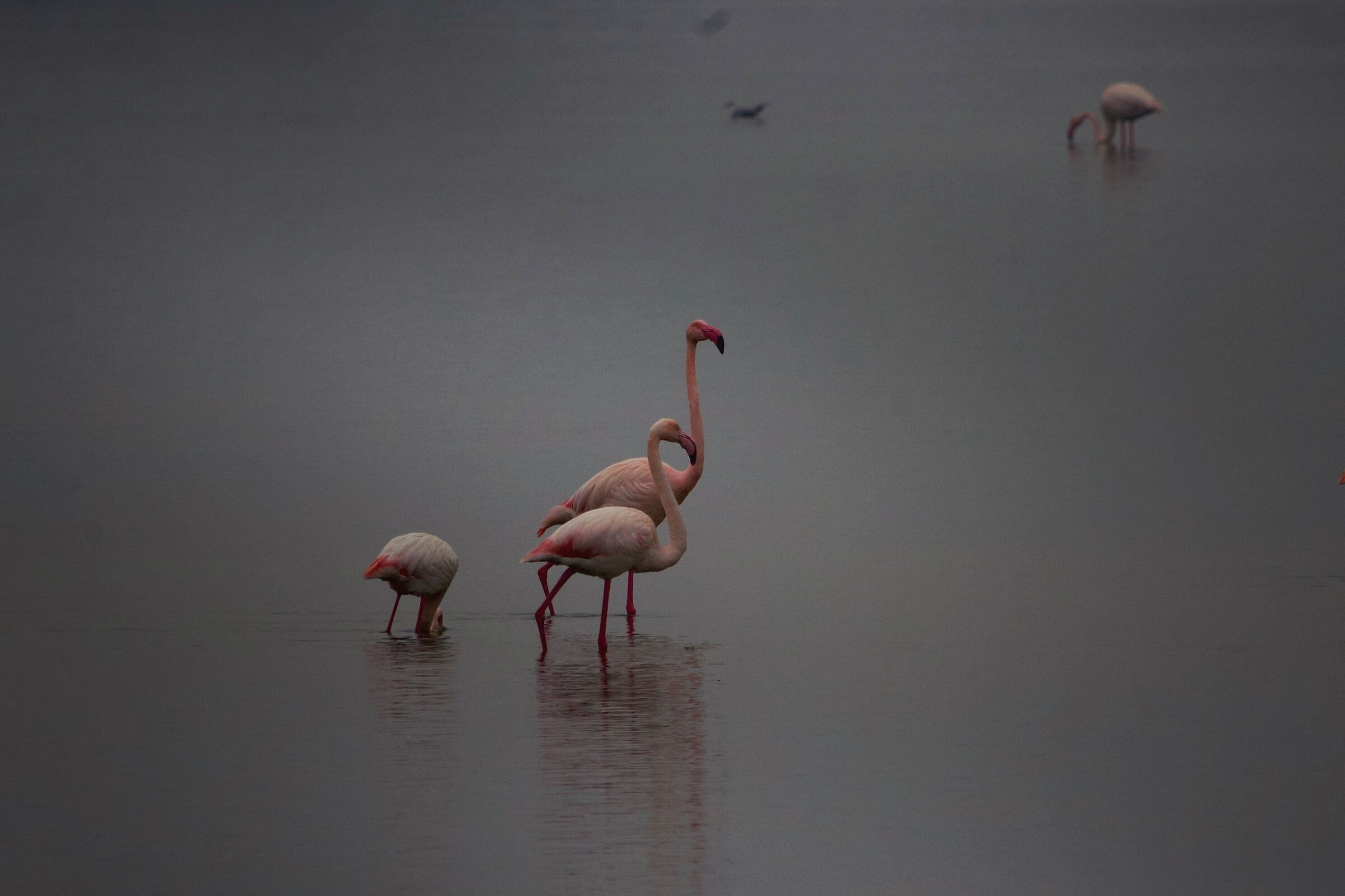 Flamingoes