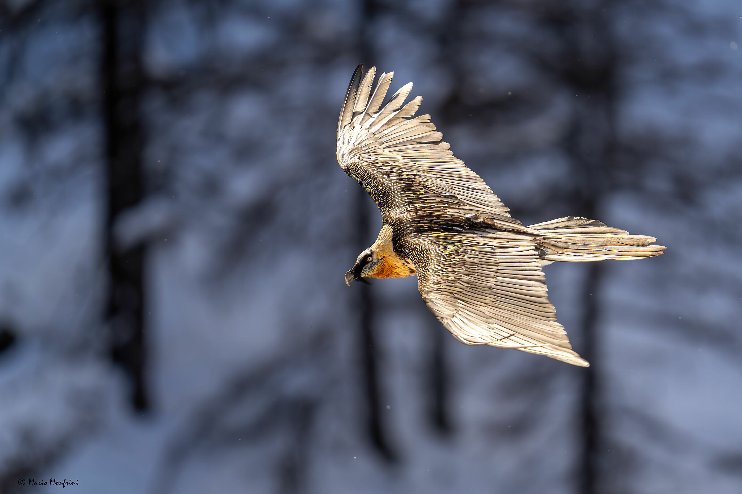 The Essence of the Bearded Vulture - Latest Lights