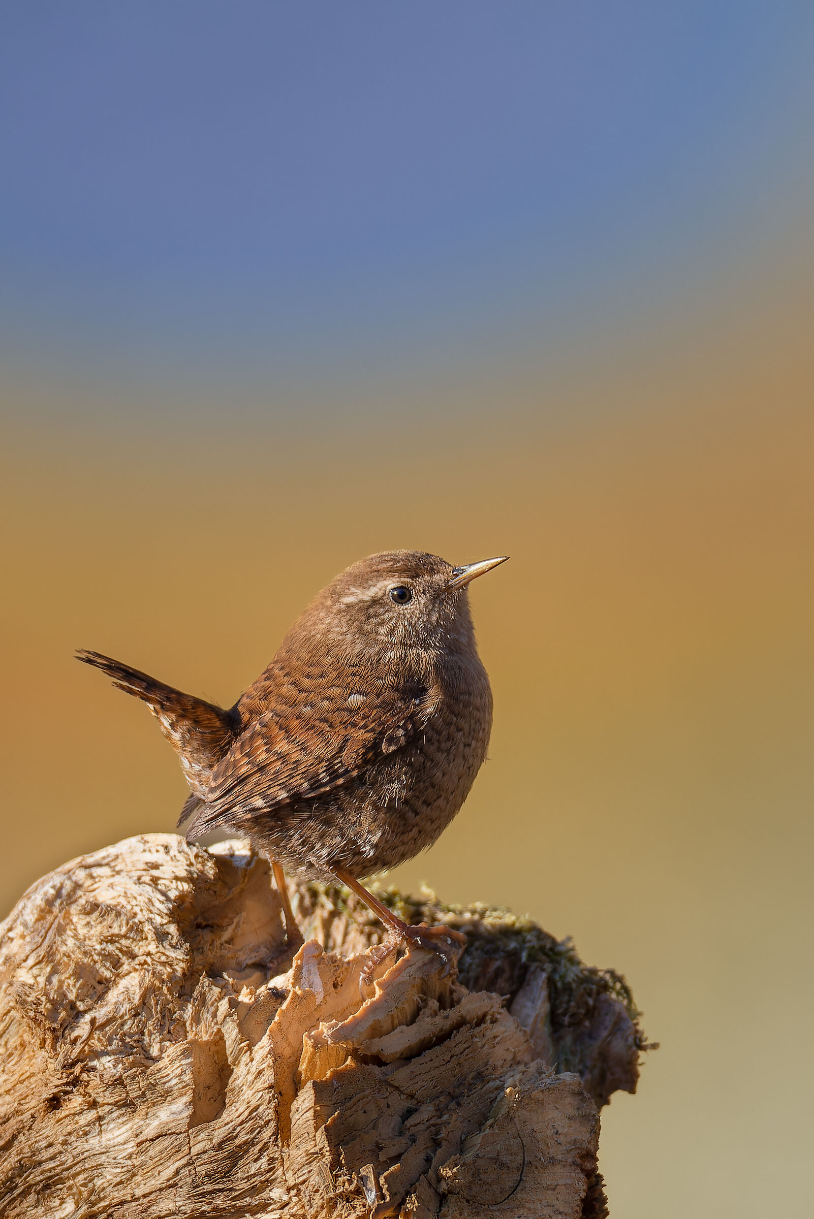 Wren