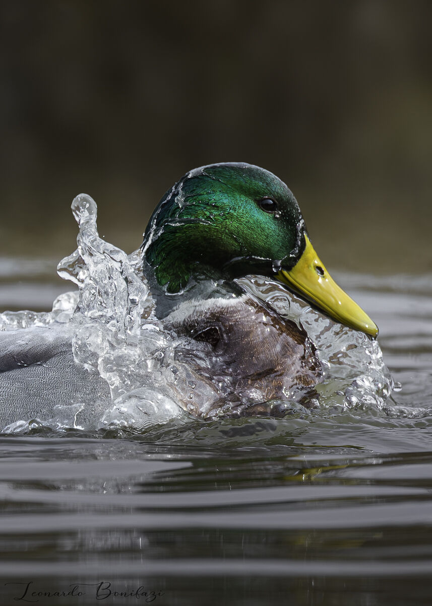 Make yourself beautiful