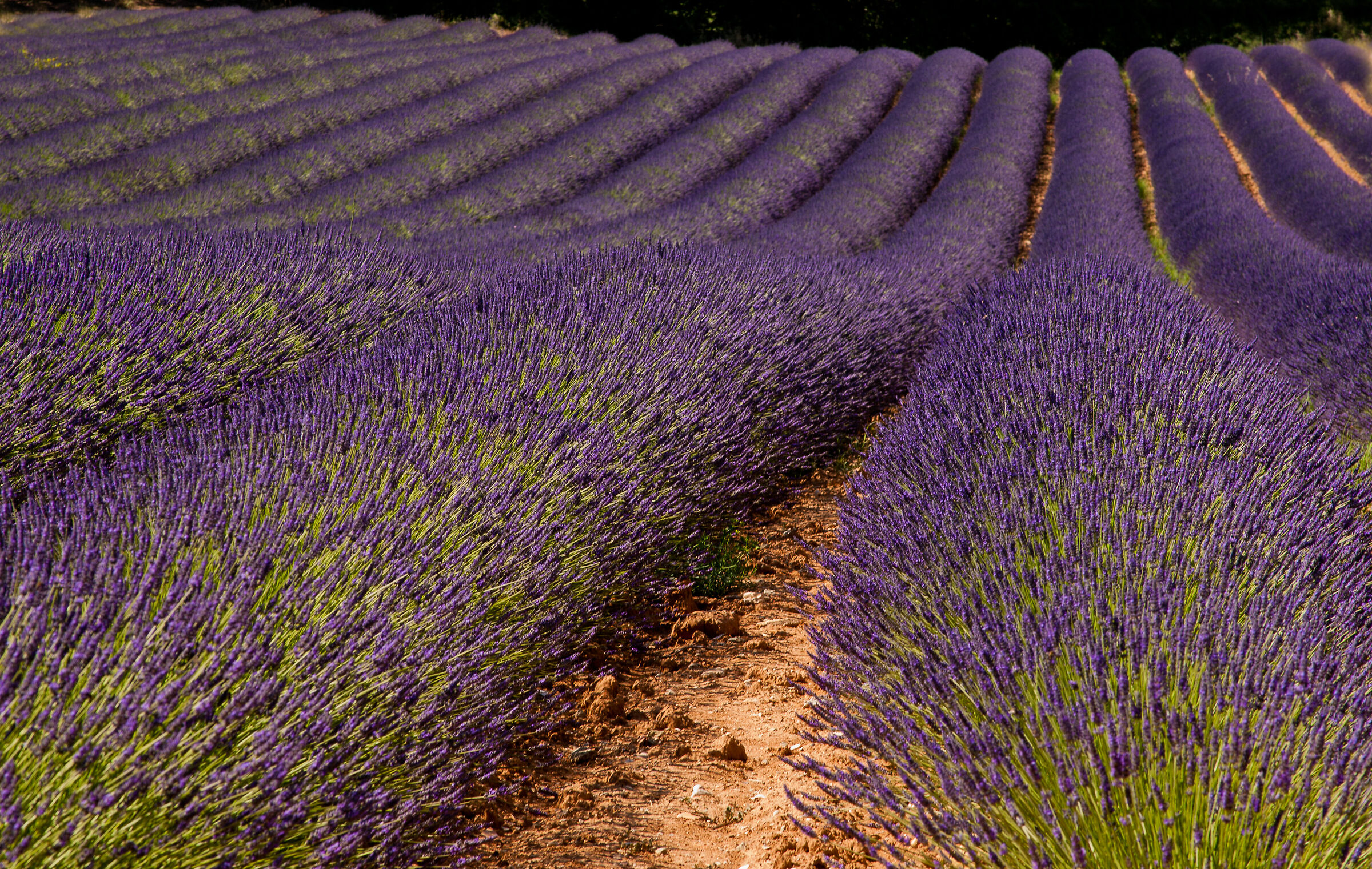 lavanda