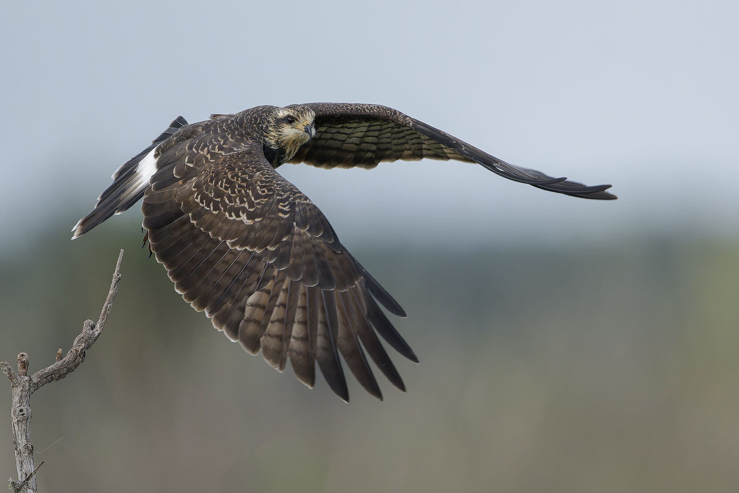 lo stacco.. nibbio delle everglades