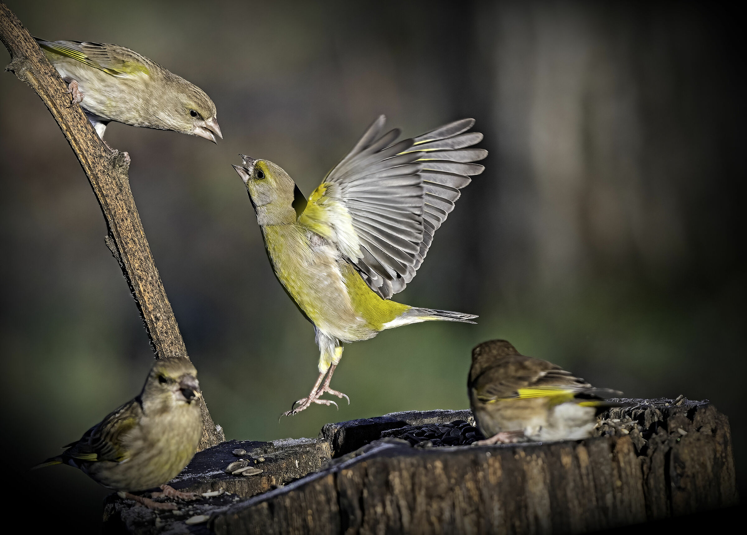 Bickering between greenbacks