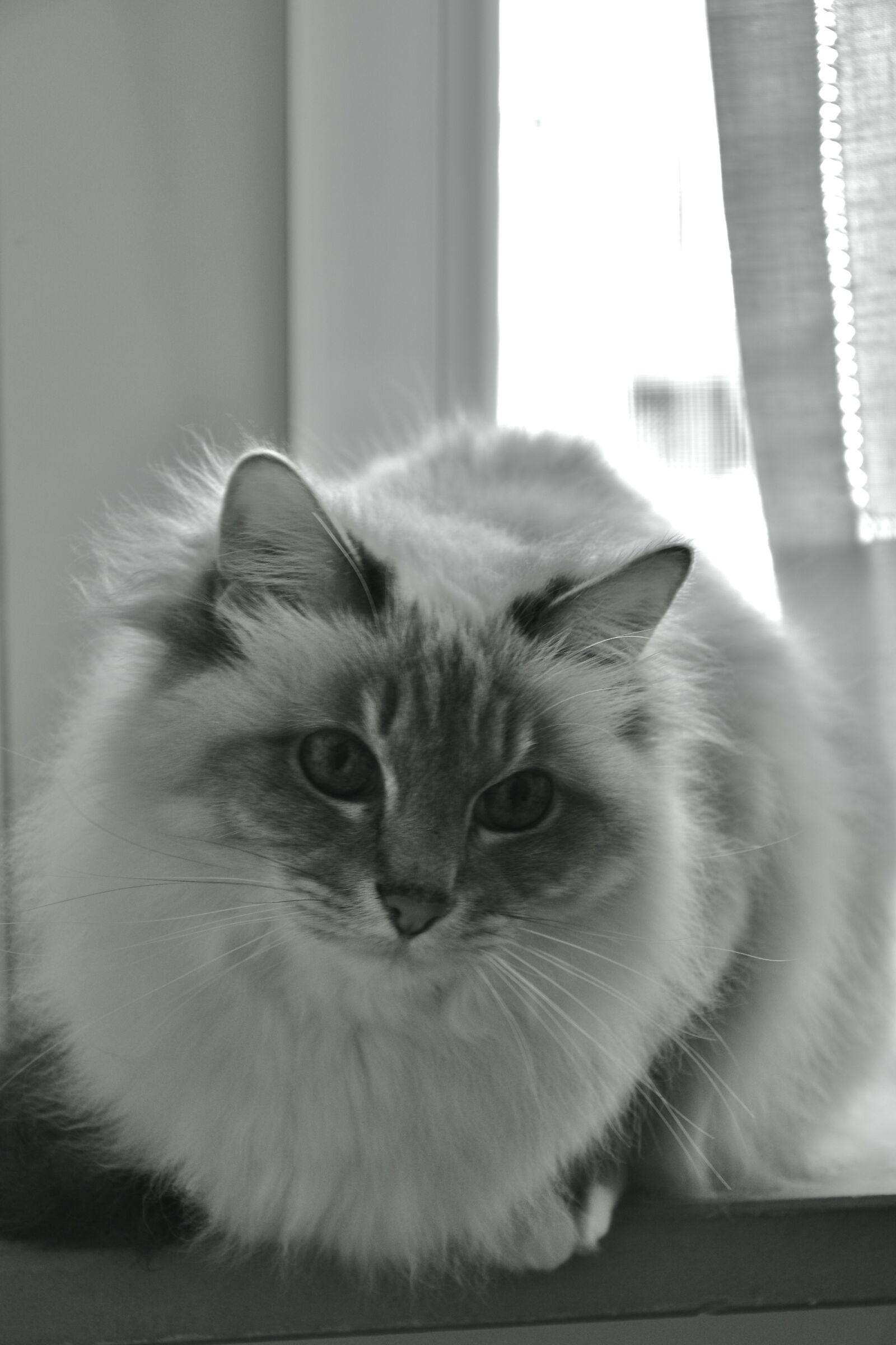 Carla