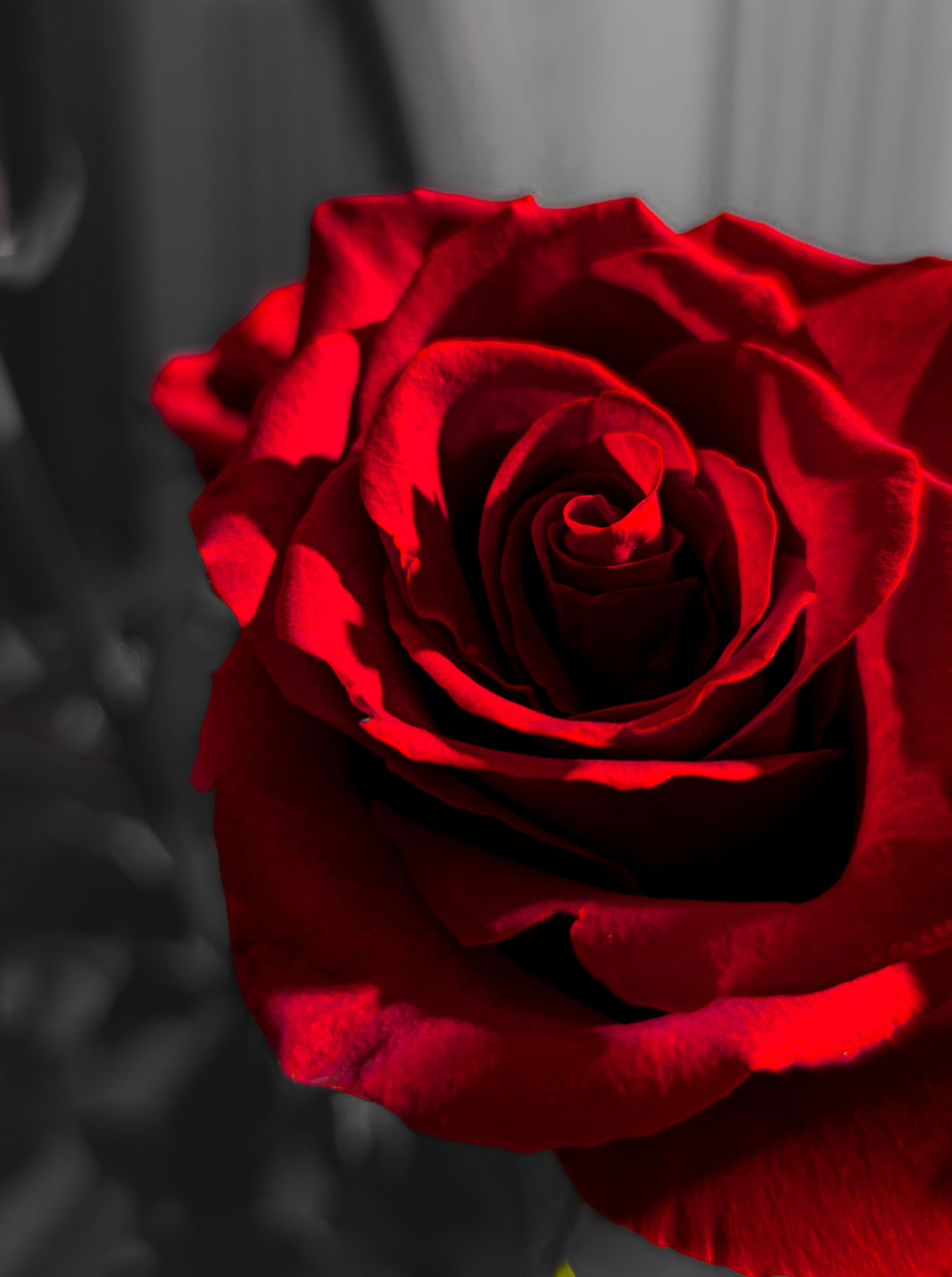The Perfect Rose for My Love