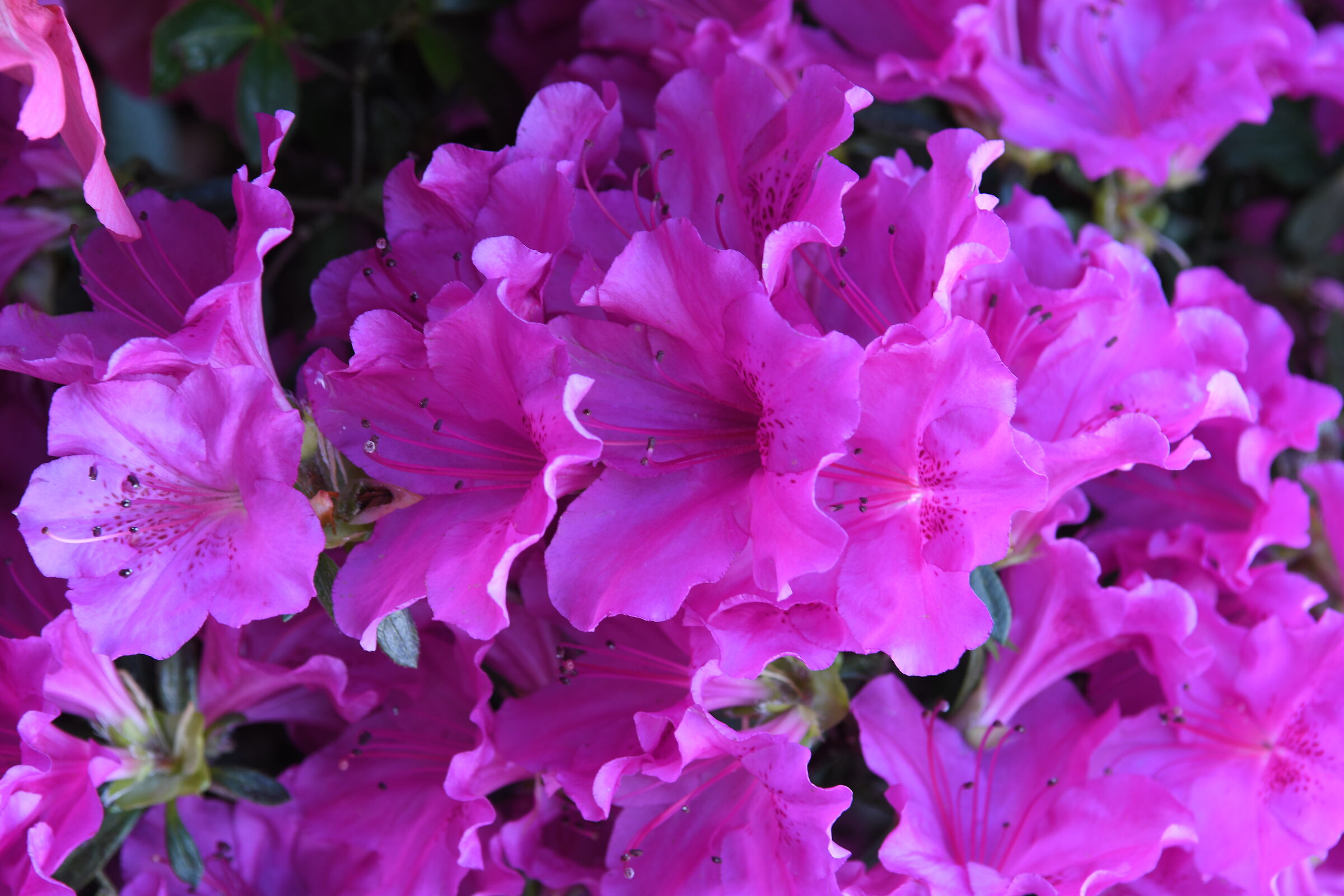 Azalea