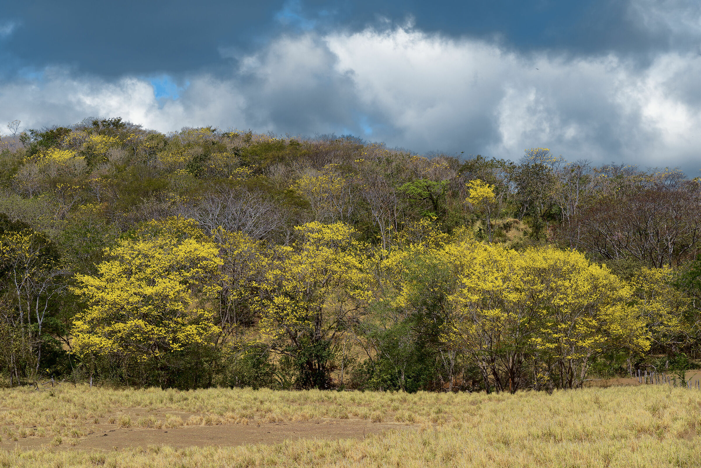 paesaggio in giallo