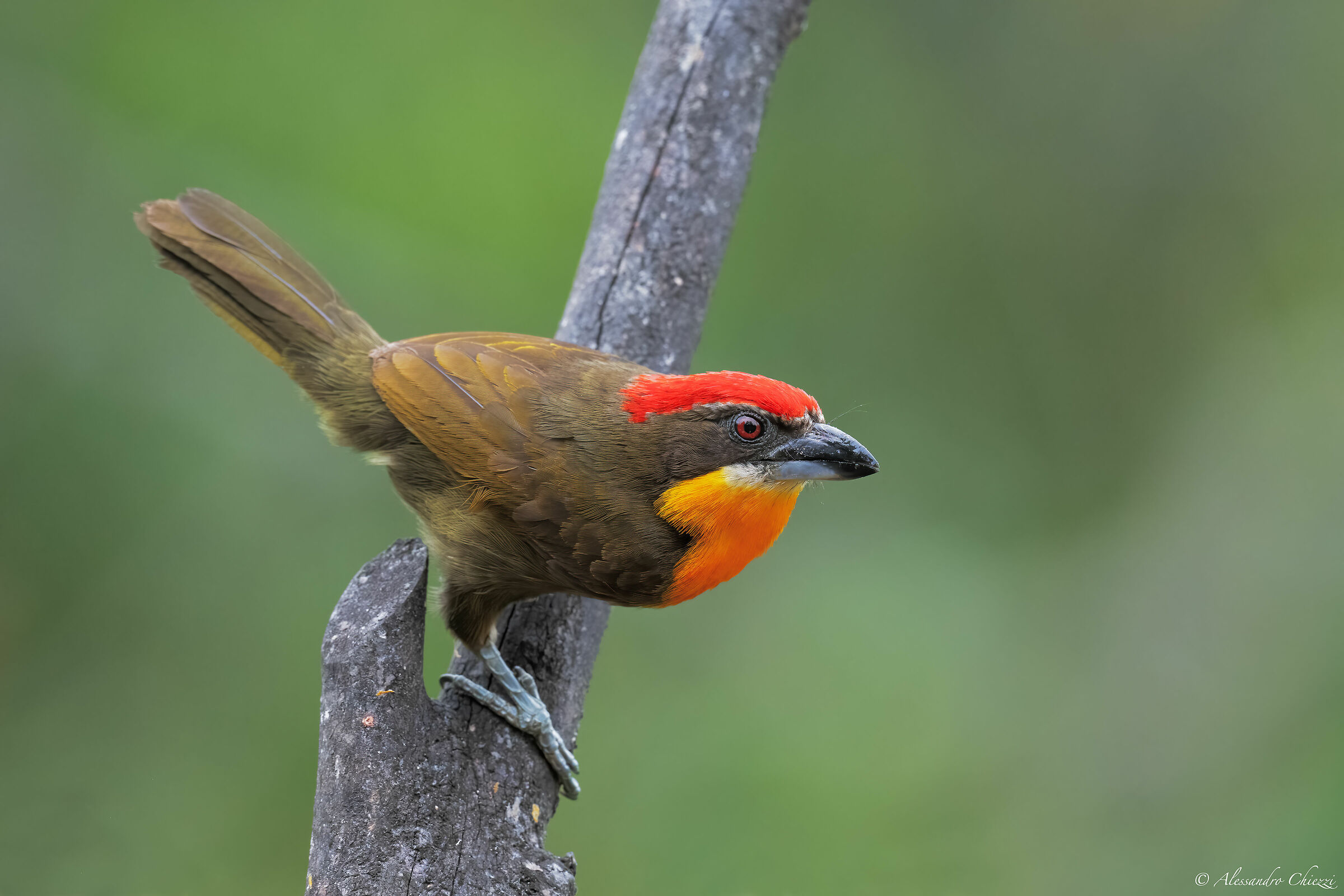 Barbuto corona scarlatta