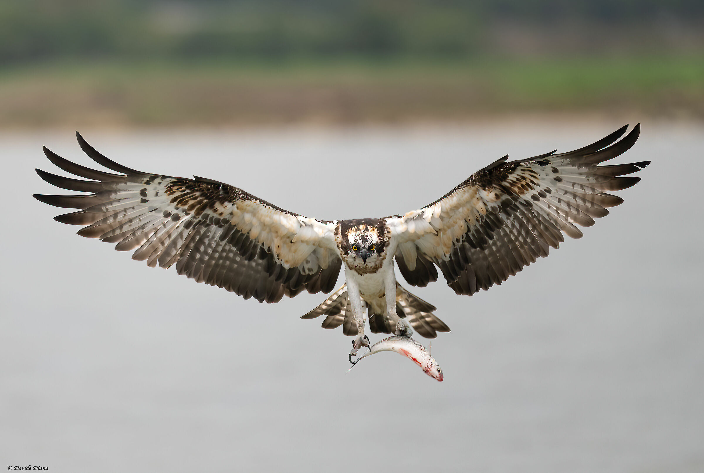 Osprey - Pandion haliaetus - Cabras - Sardinia