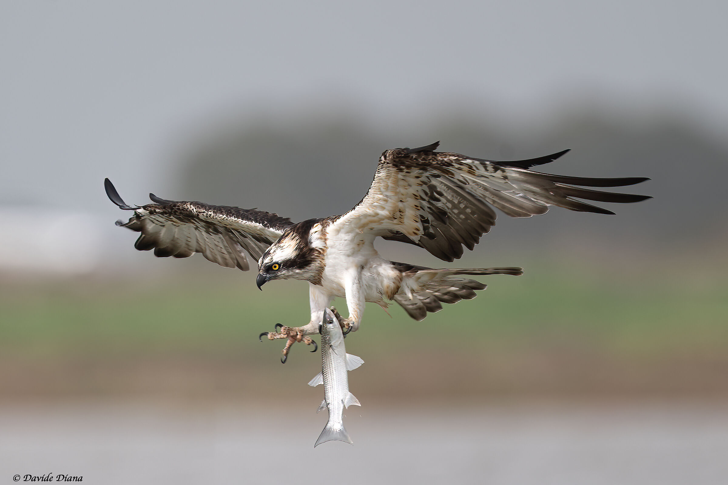 Osprey - Pandion haliaetus - Cabras - Sardinia