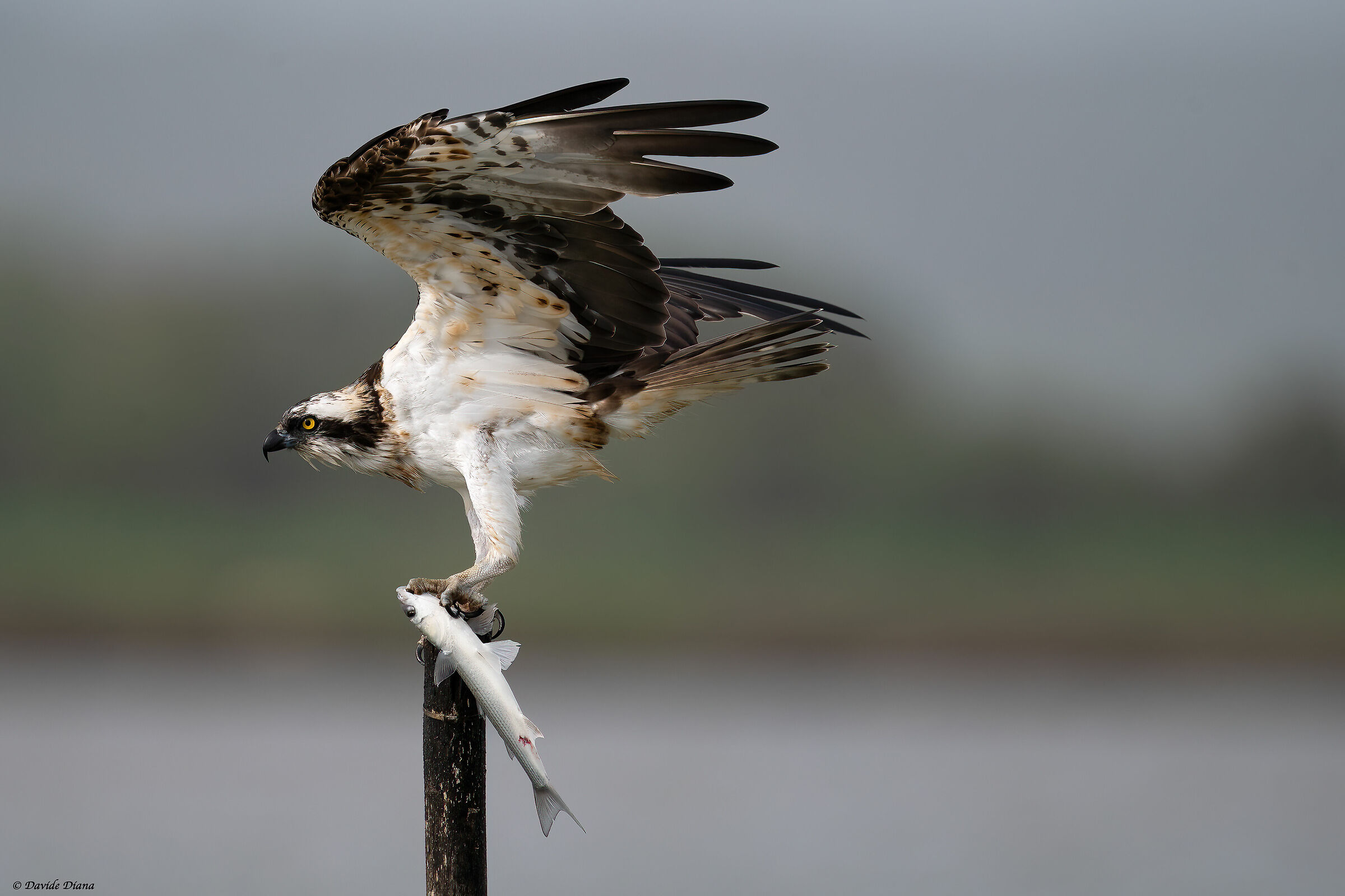 Osprey - Pandion haliaetus - Cabras - Sardinia