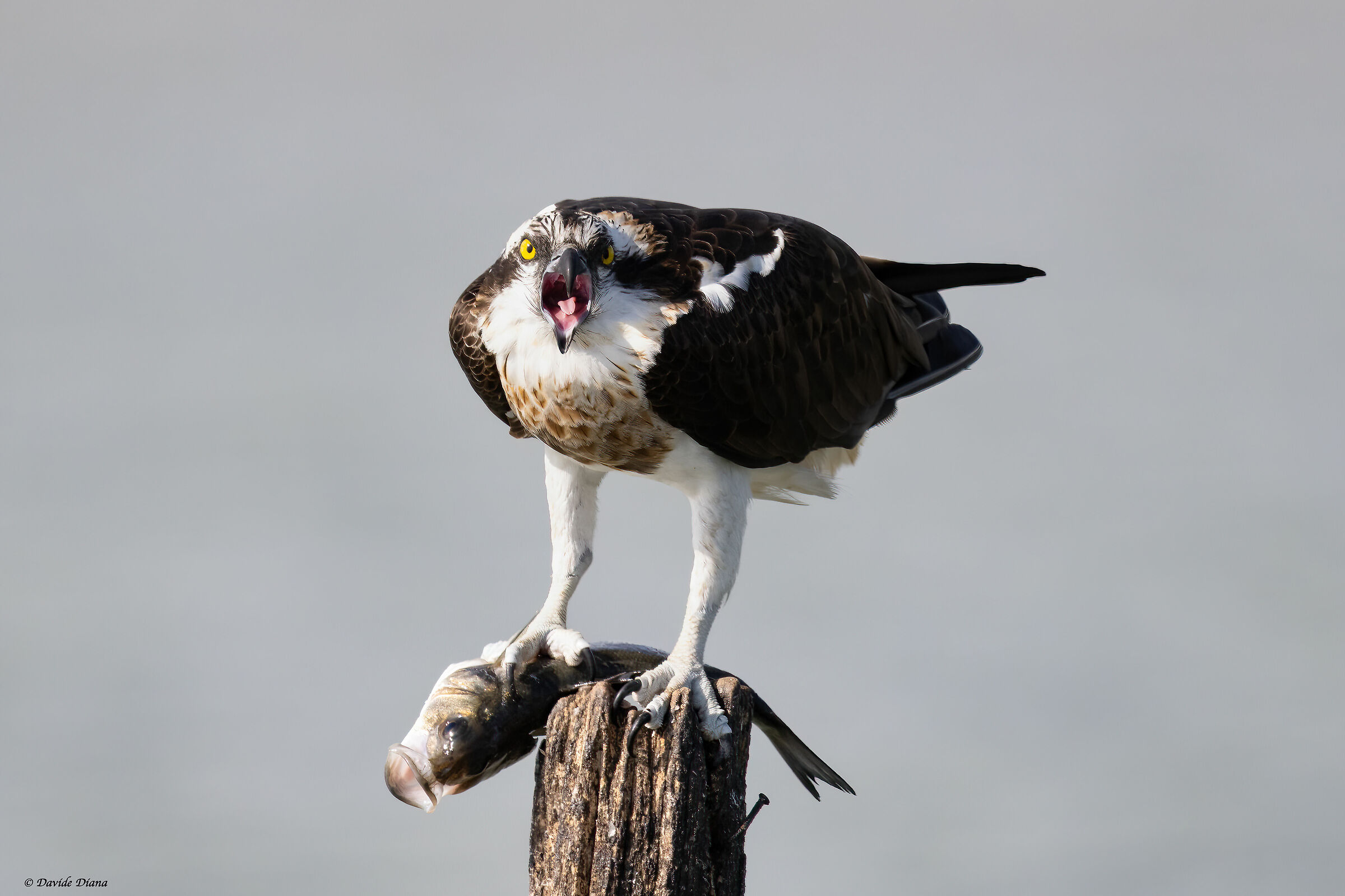 Osprey - Pandion haliaetus - Cabras - Sardinia