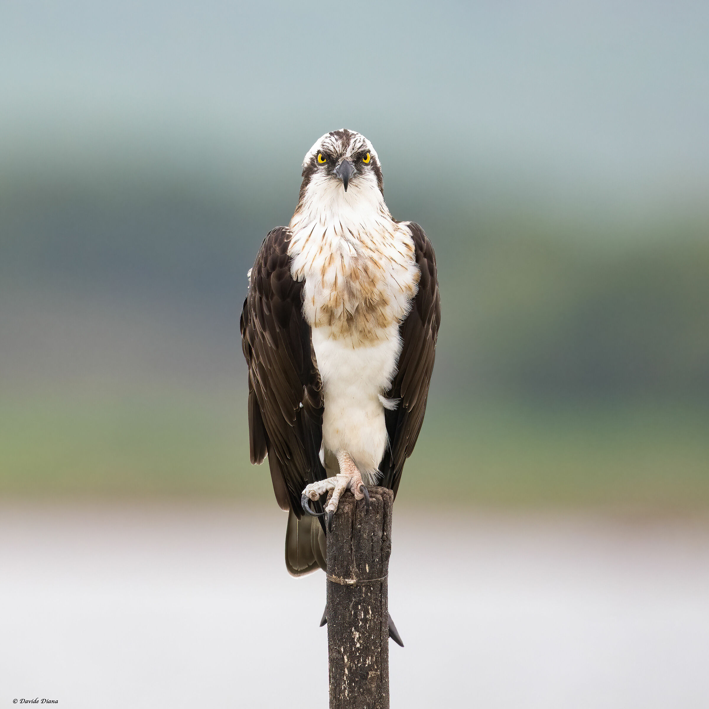 Osprey - Pandion haliaetus - Cabras - Sardinia