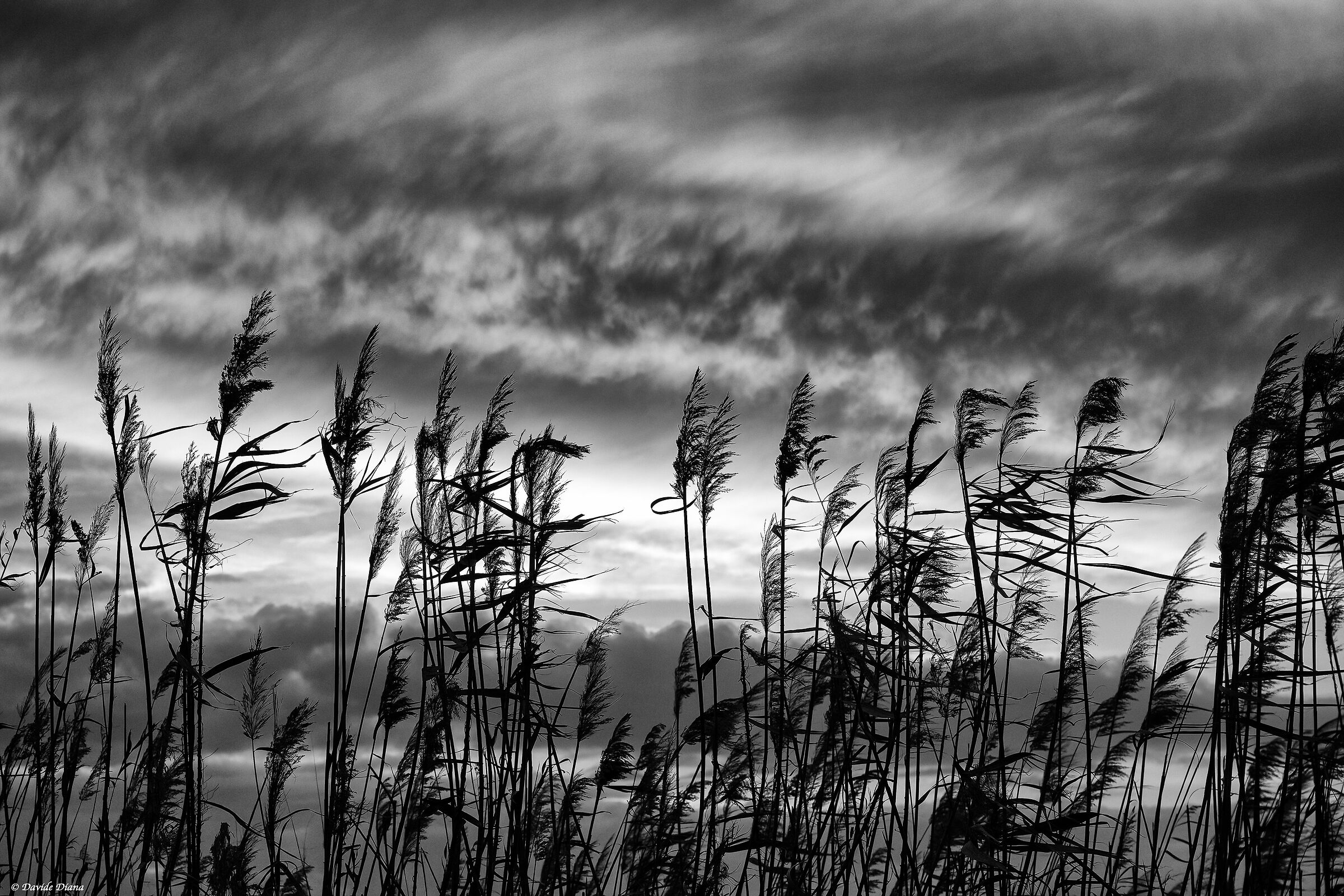Reeds in the Wind - Cabras - Sardinia