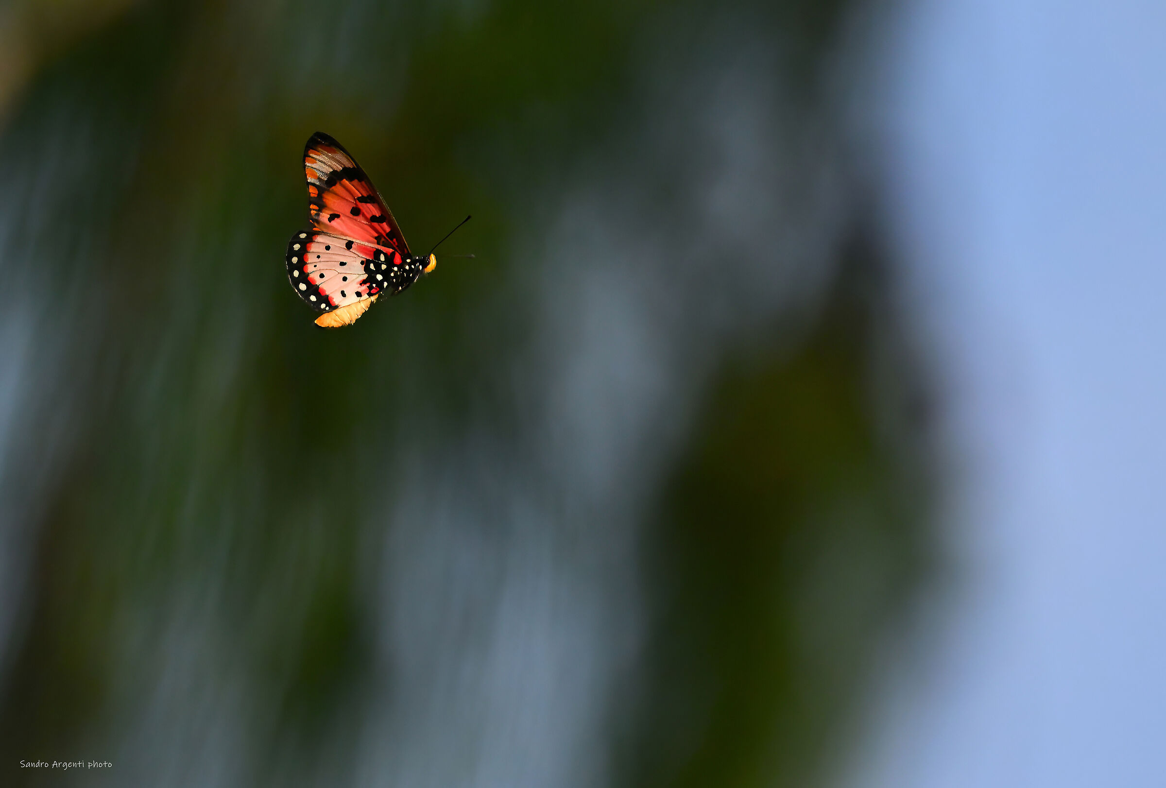 La leggerezza di una farfalla ripresa in volo. Zanzibar