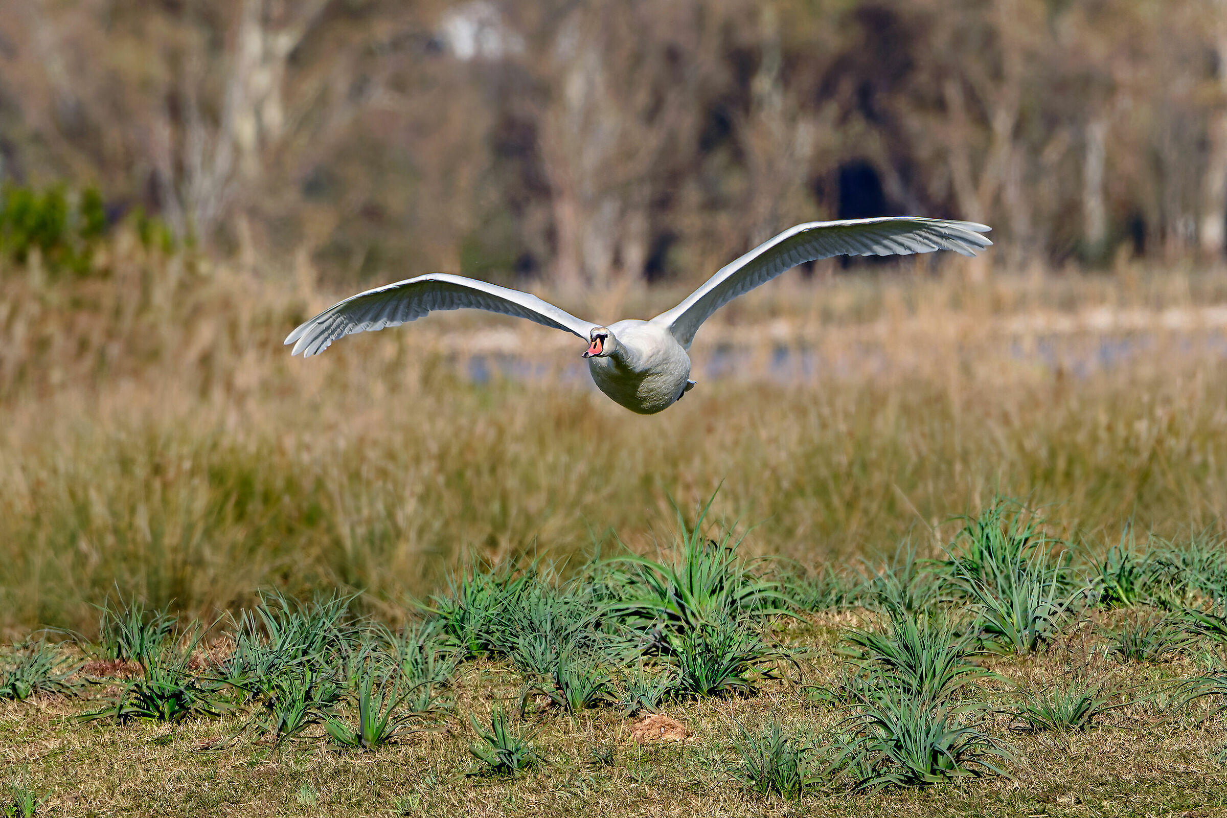 Potente volatore - Cigno reale