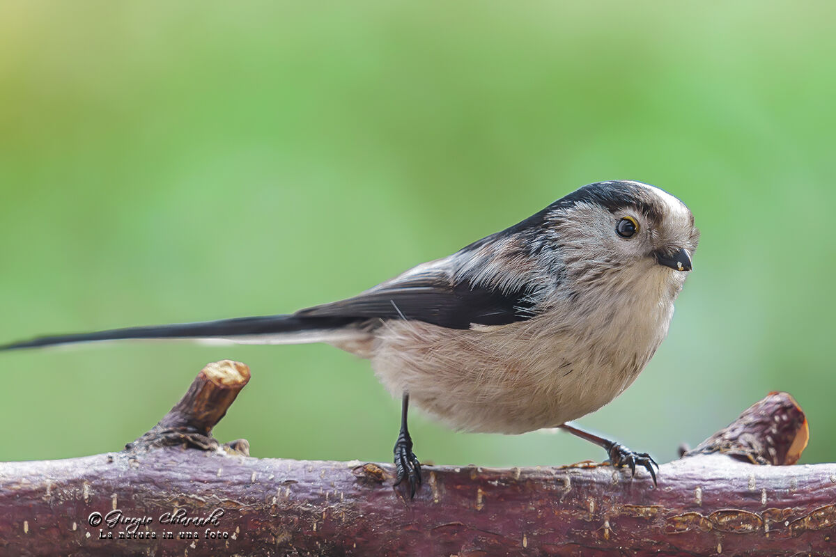 Long-tailed (Aegithalos caudatus)