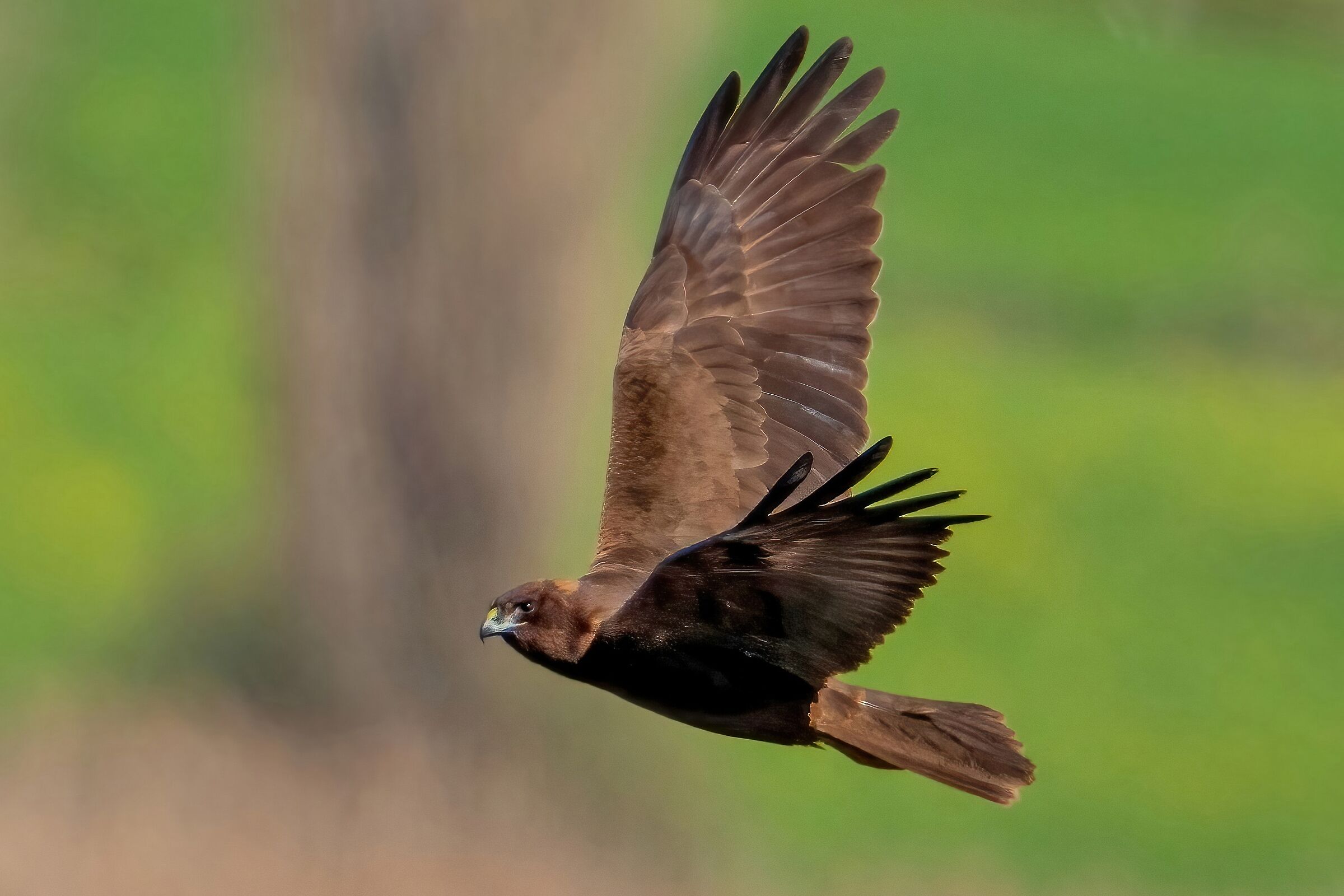 Falco di palude (Circus aeruginosus)