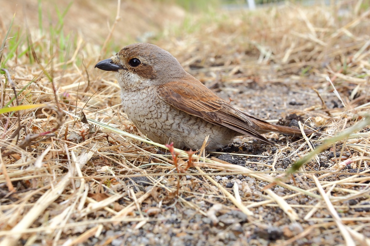Averla Piccola Femmina (Lanius collurio)