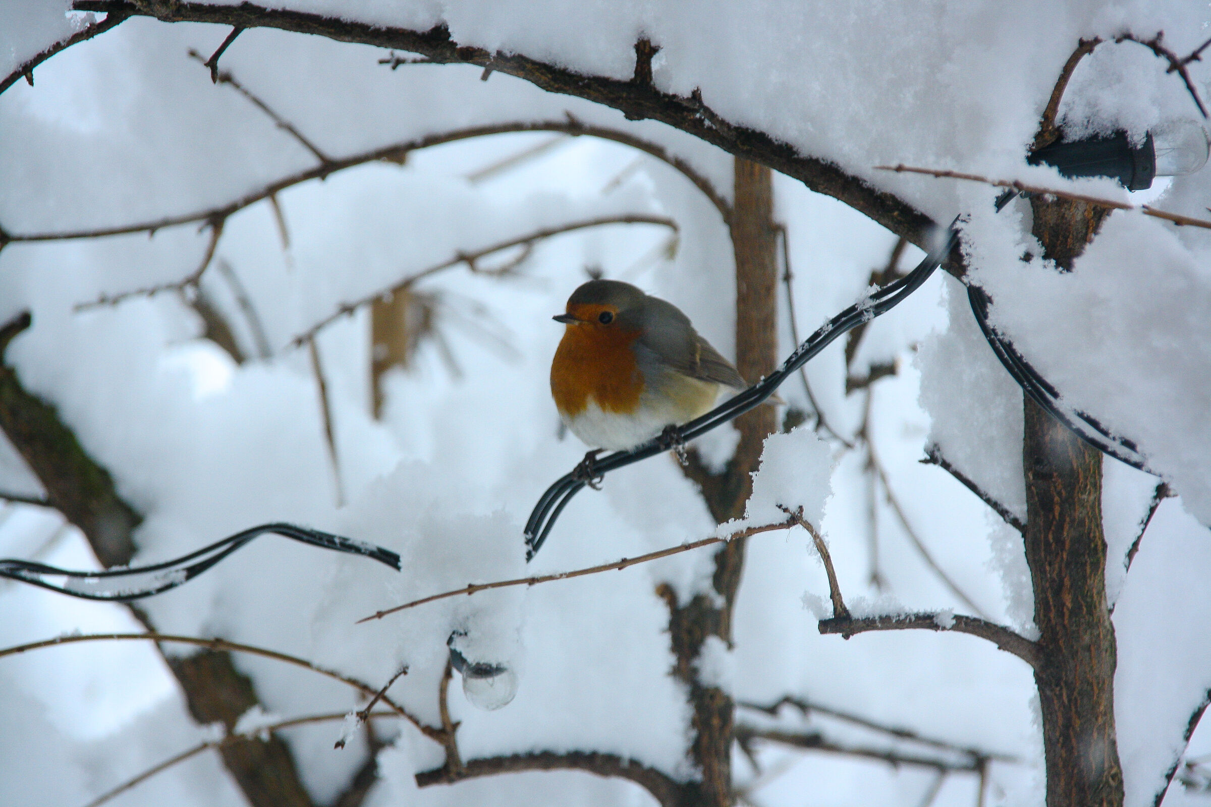 Pettirosso nella neve