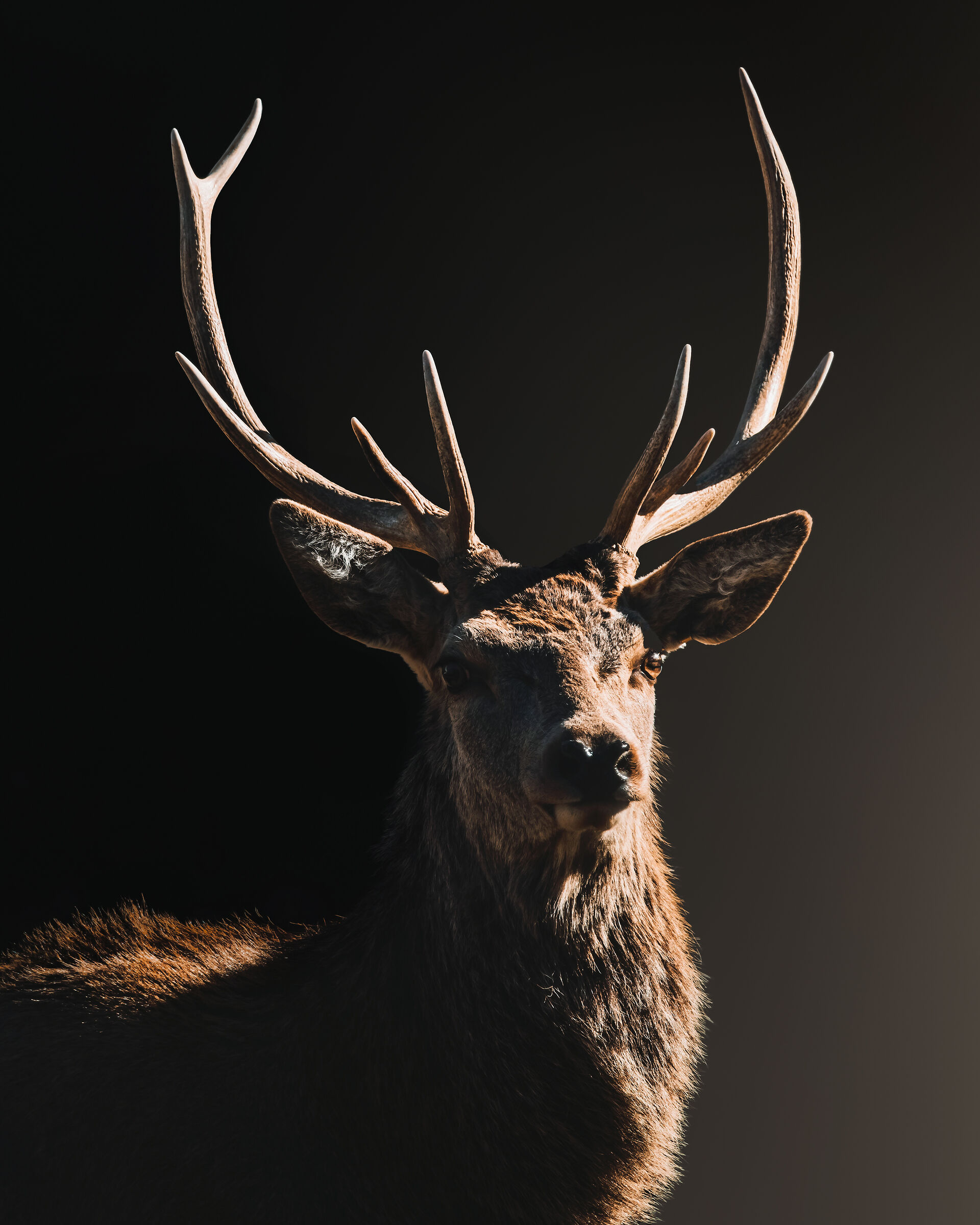 Il principe della foresta, Cervo nobile