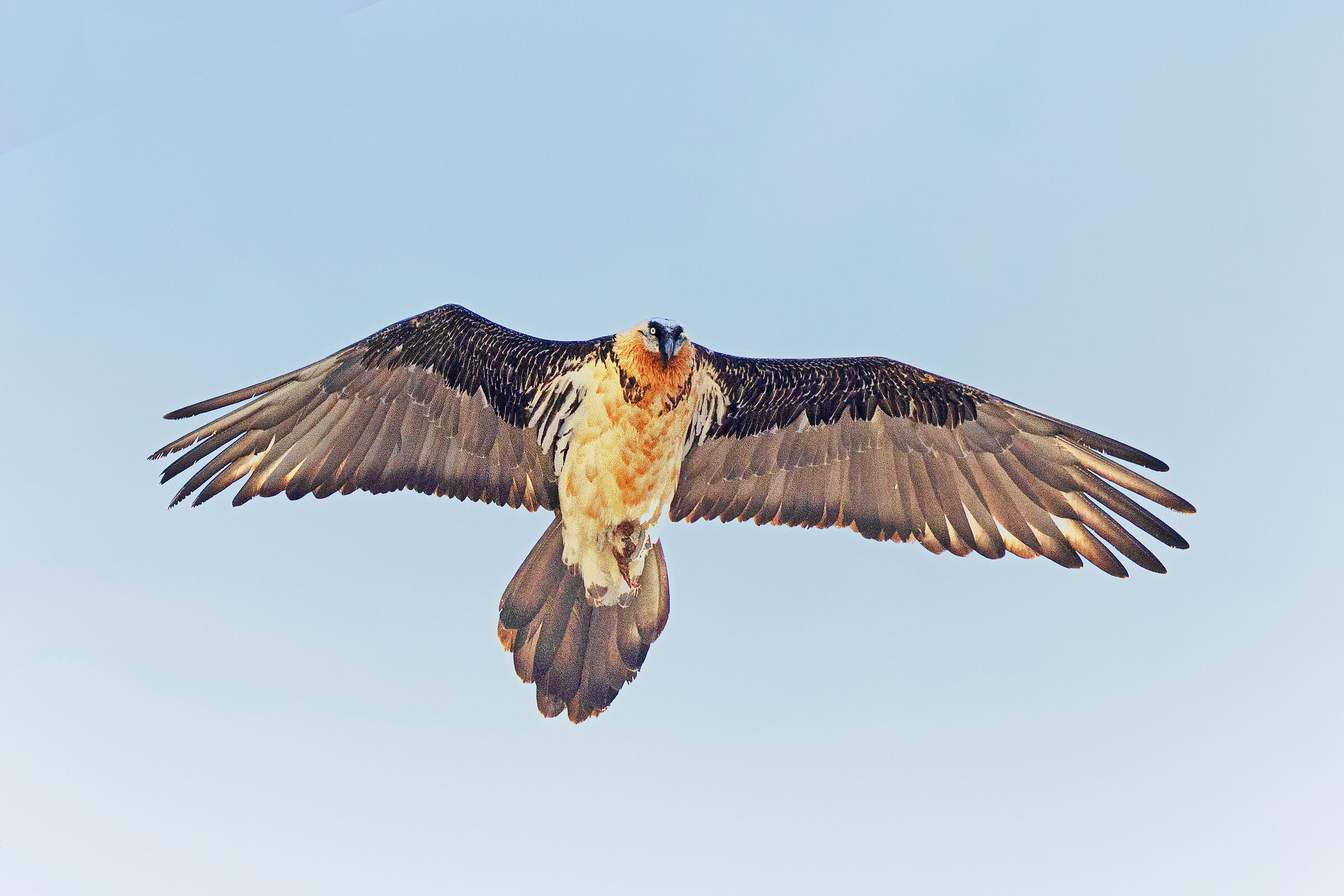 Bearded vulture