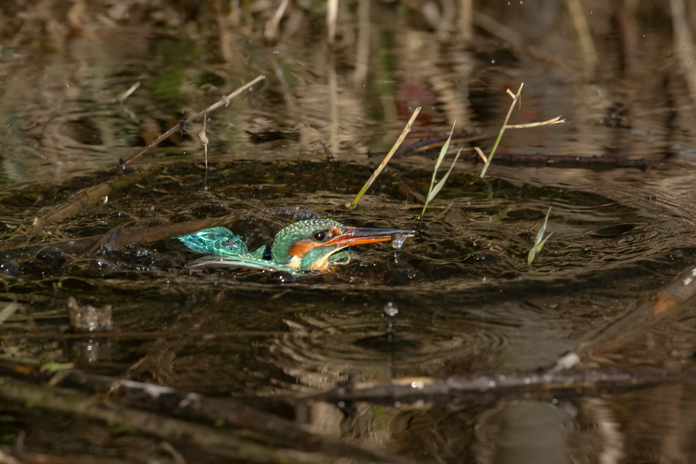 Sequence Pescata Martino