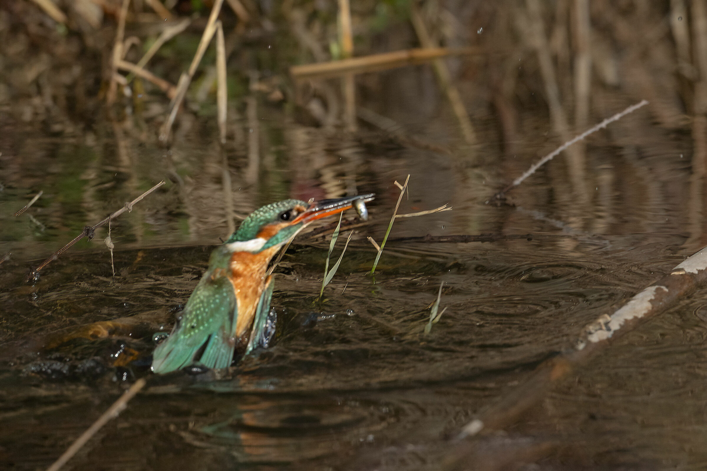 Sequence Pescata Martino