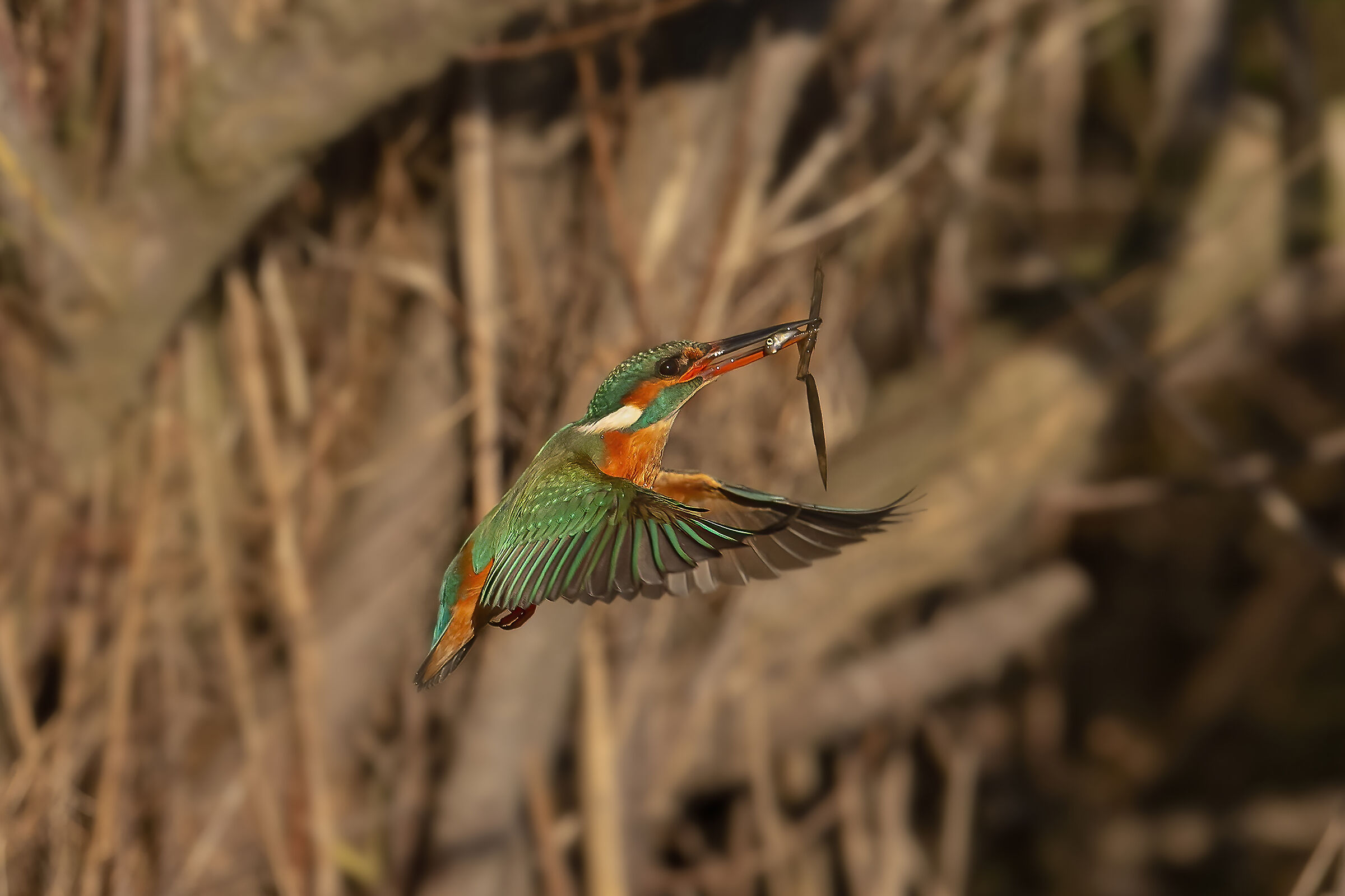 Sequence Pescata Martino