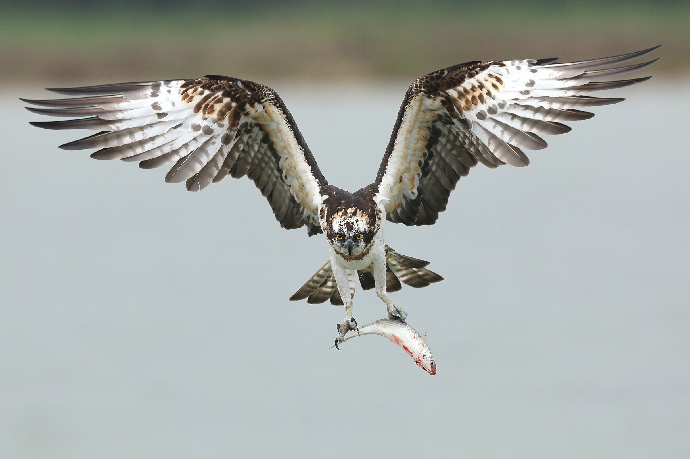 Osprey
