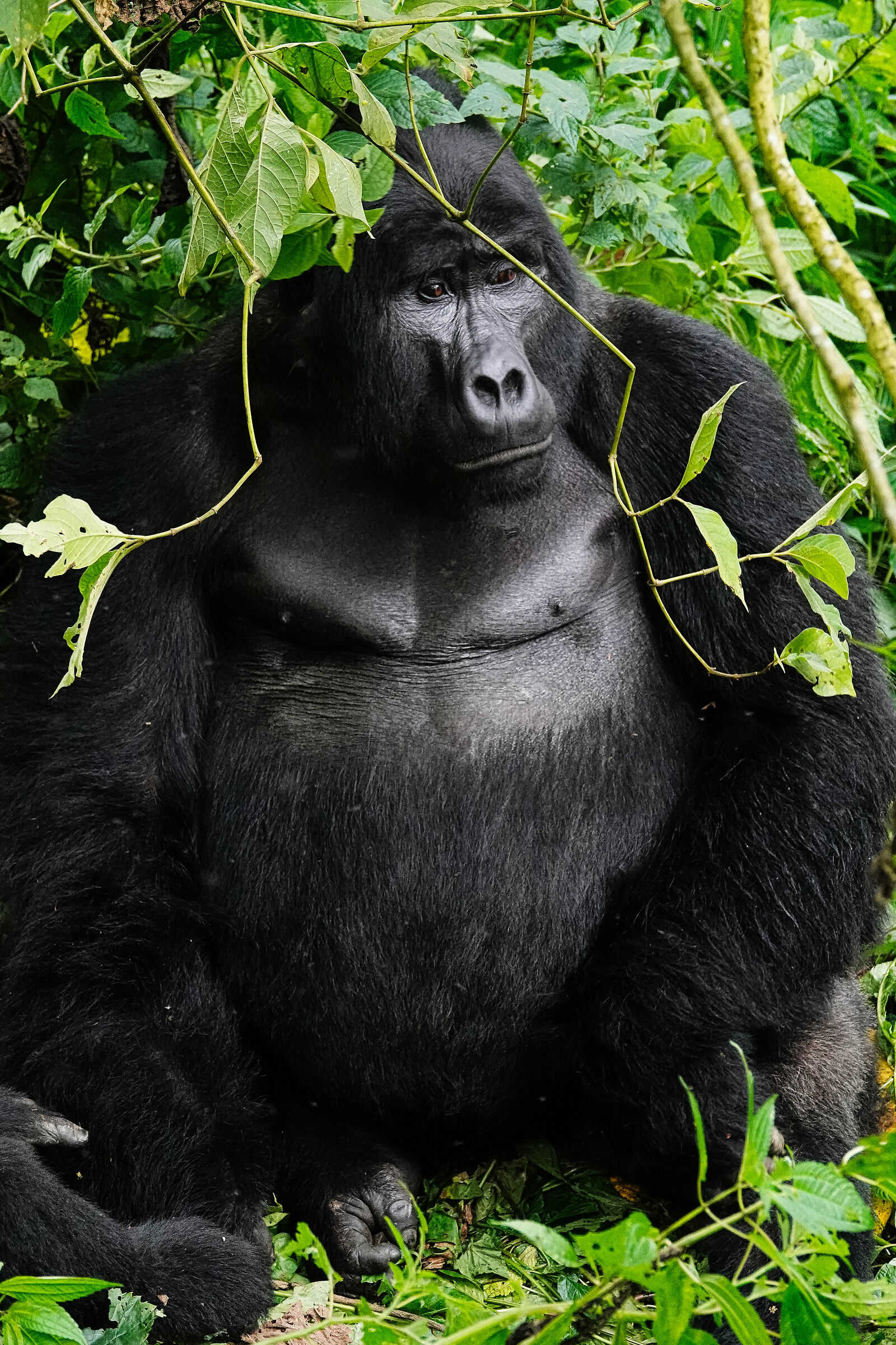 Silverback