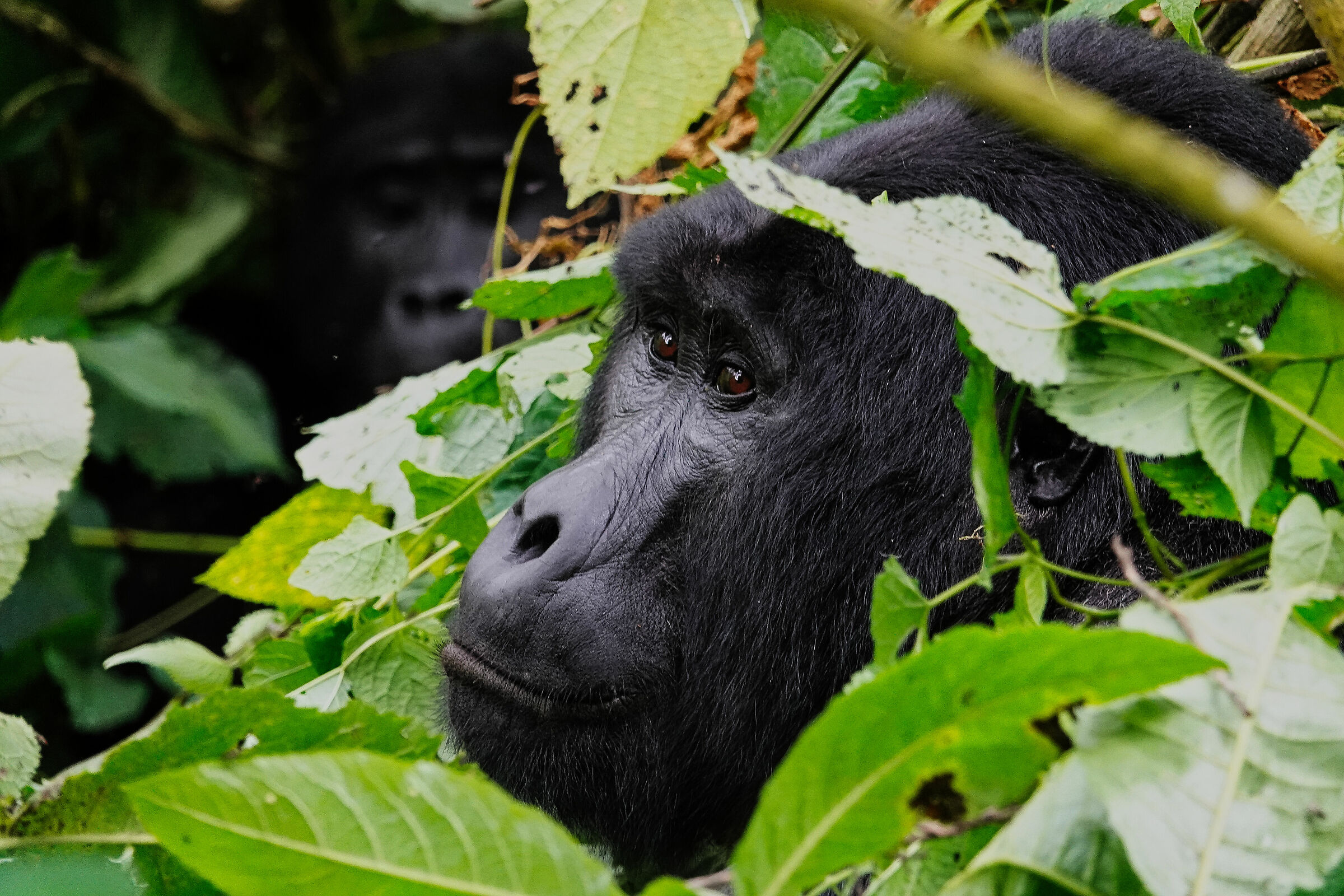 Silverback