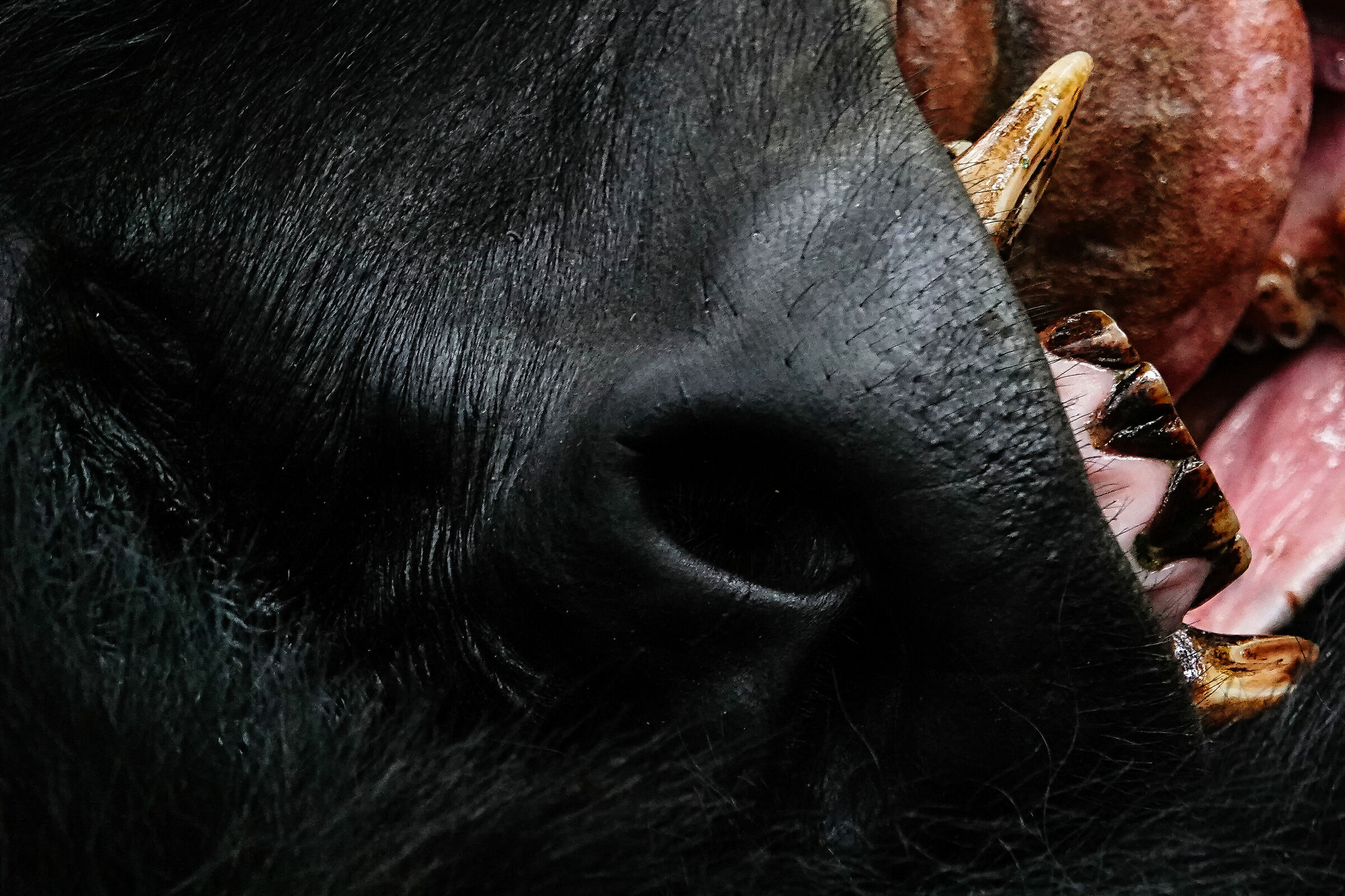 Dentizione nel gorilla