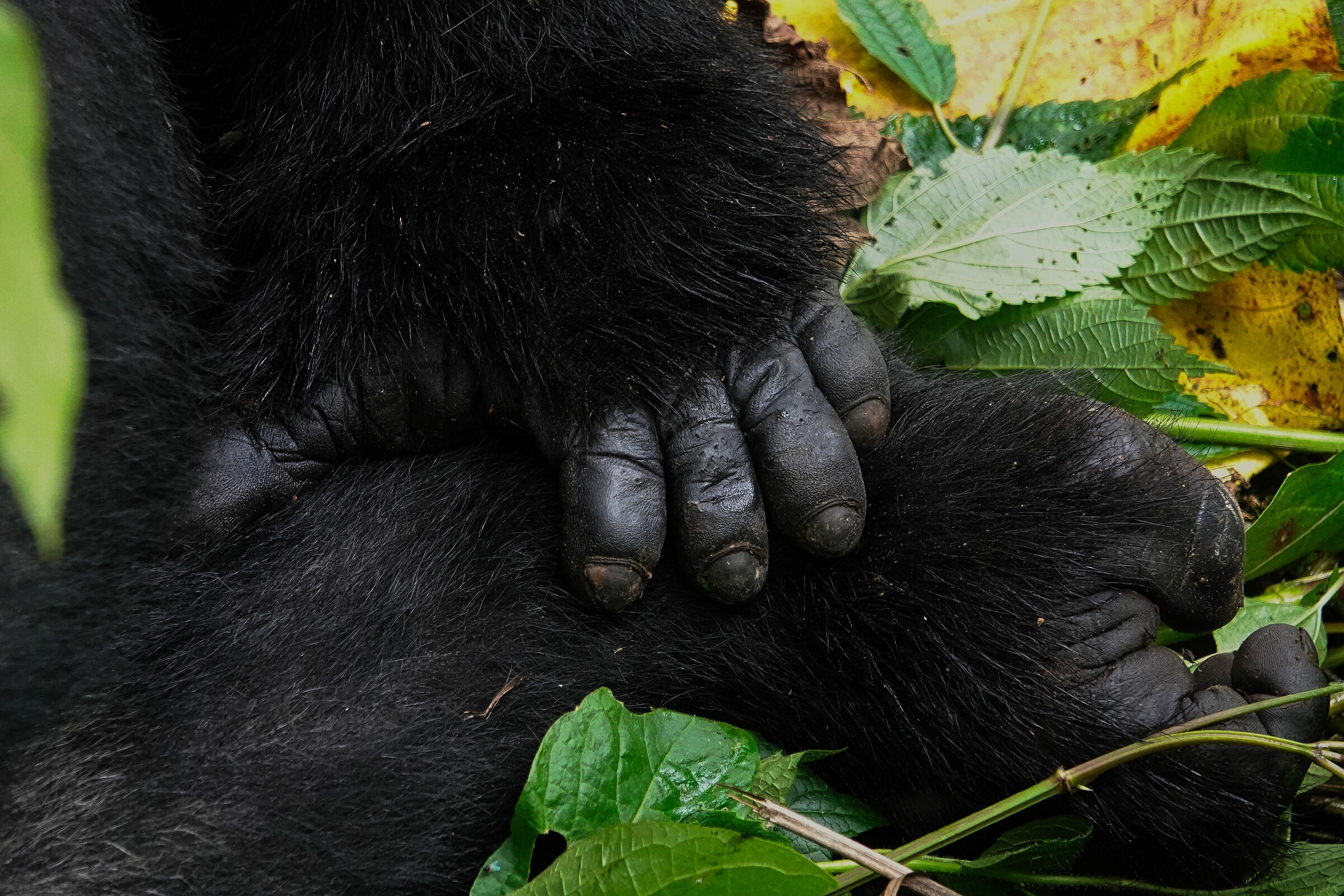 Manicure