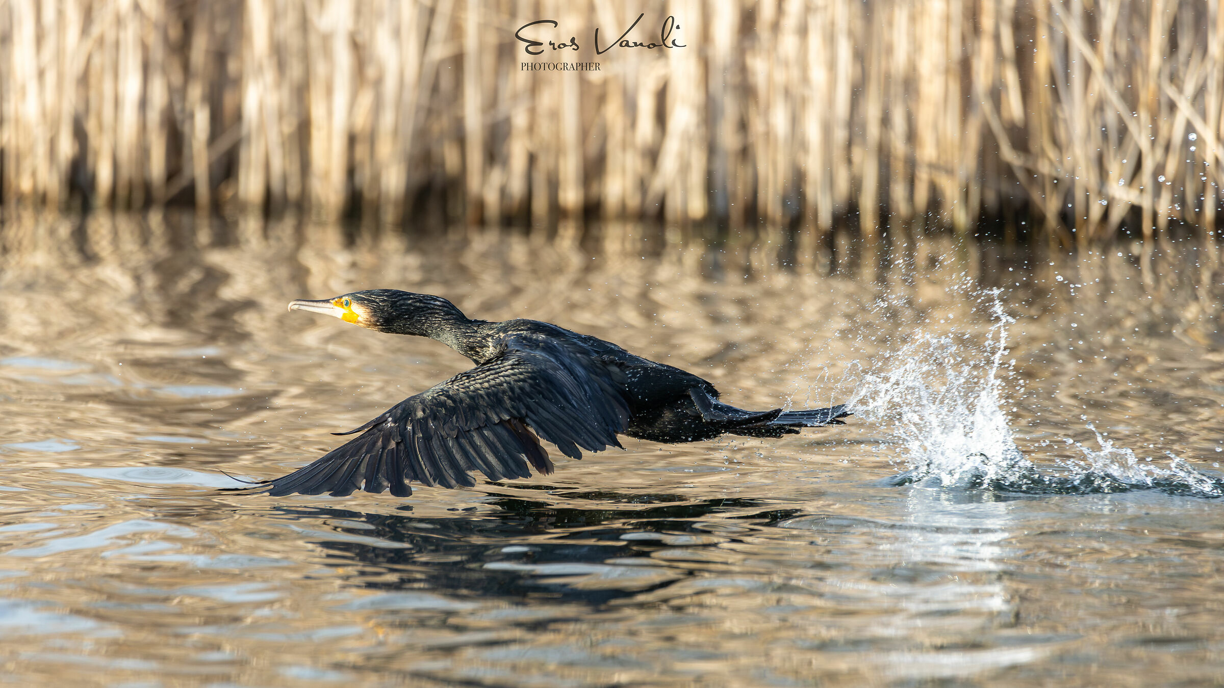 Cormorano in decollo