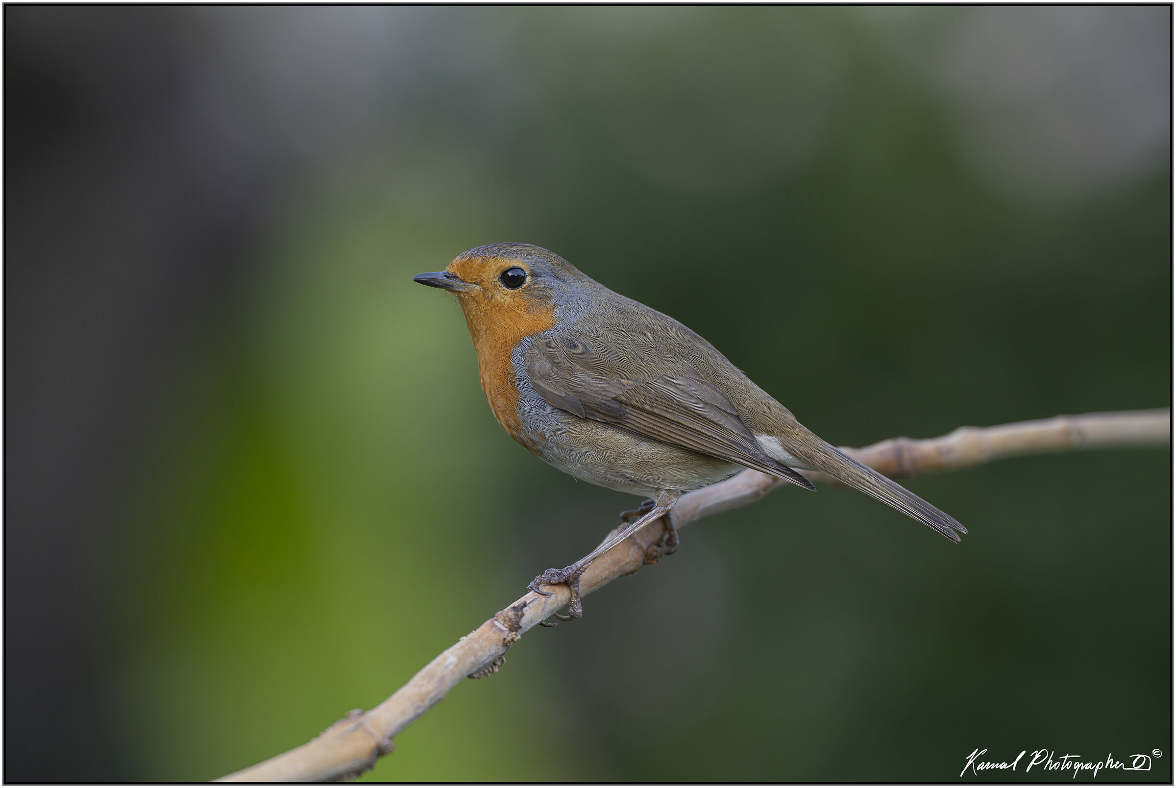(Pettirosso)(Erithacus rubecula)