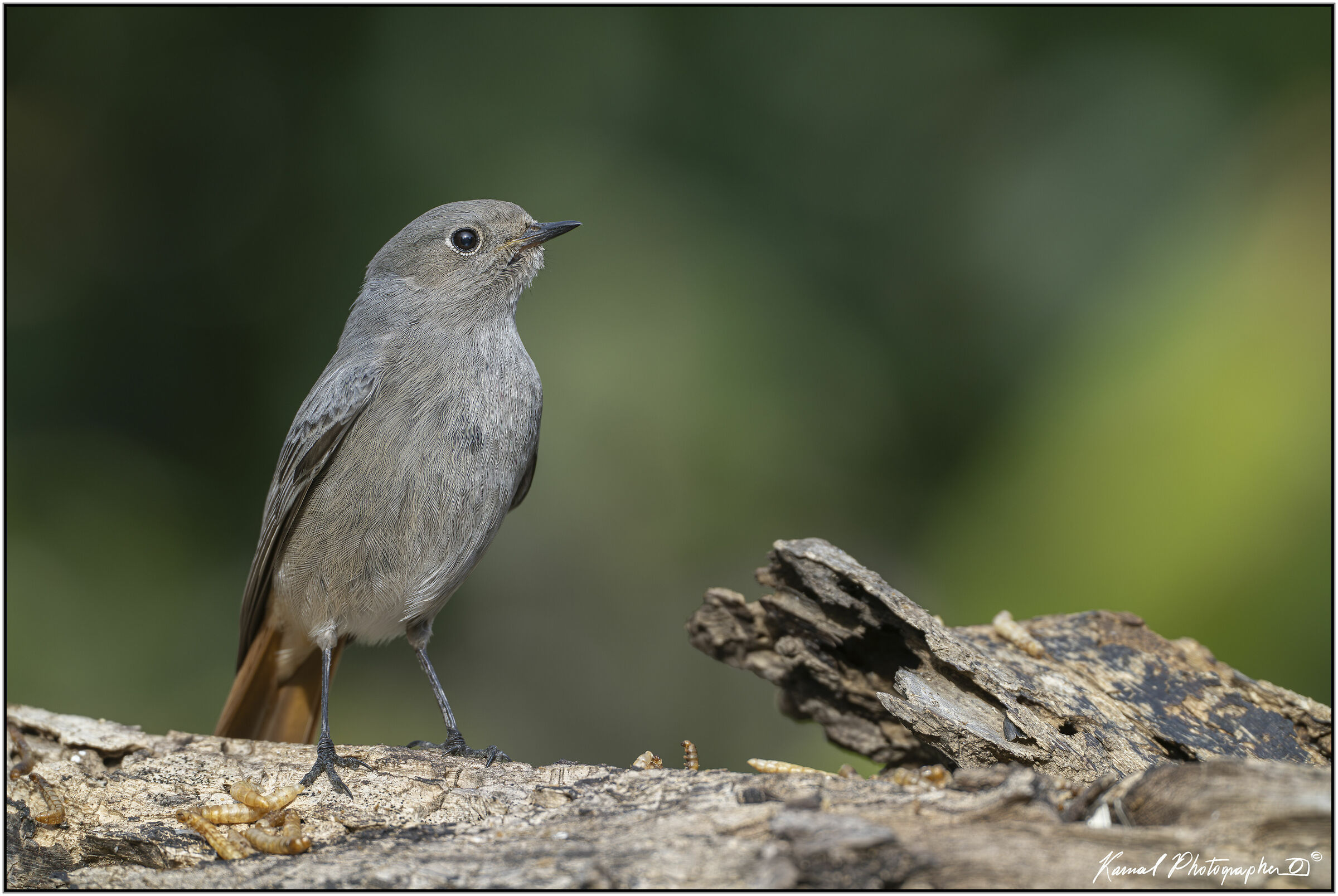 Codirosso Spazzacamino femmina(Phoenicurus phoenicurus)