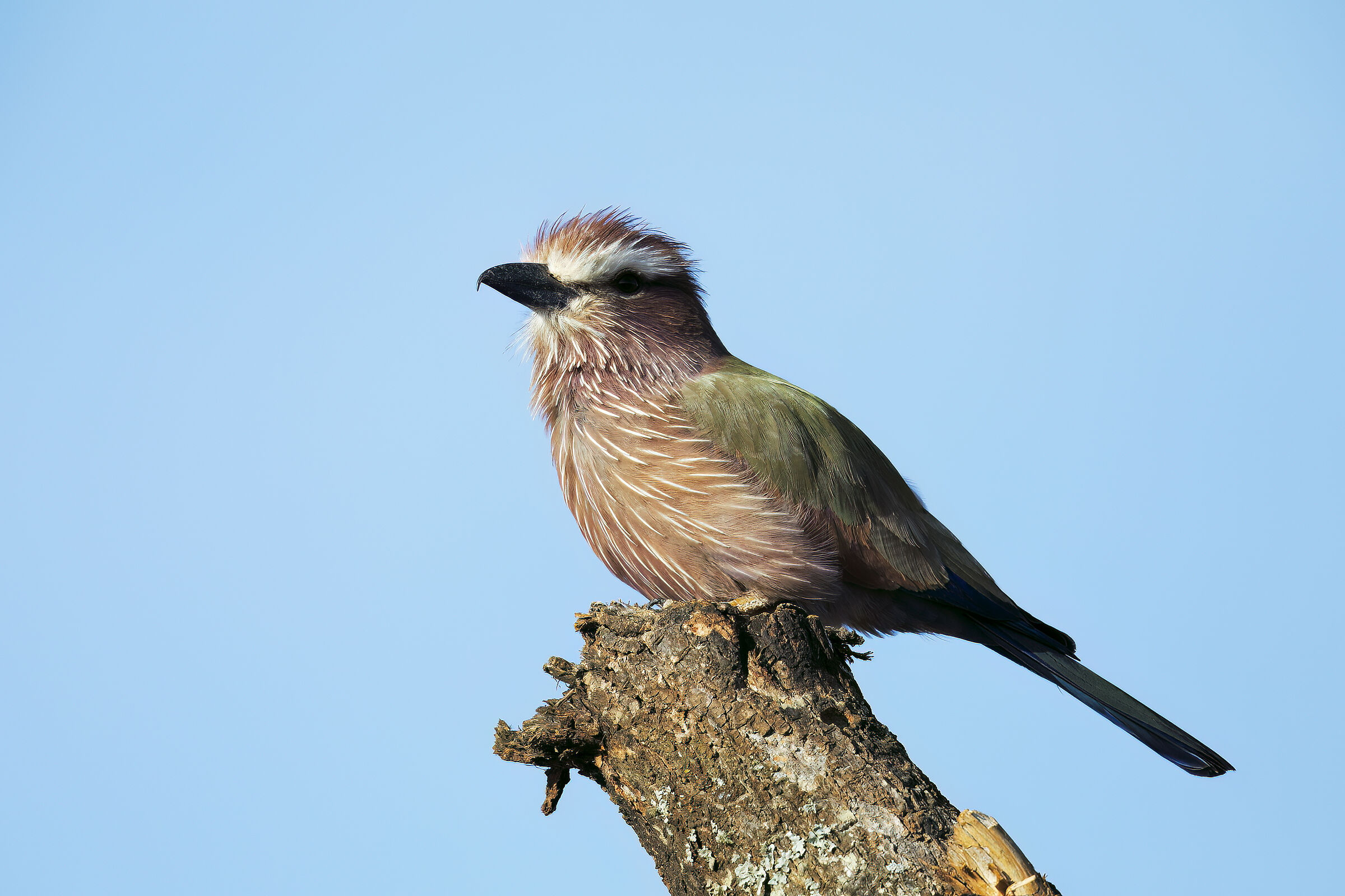 Rouswarm-headed jay