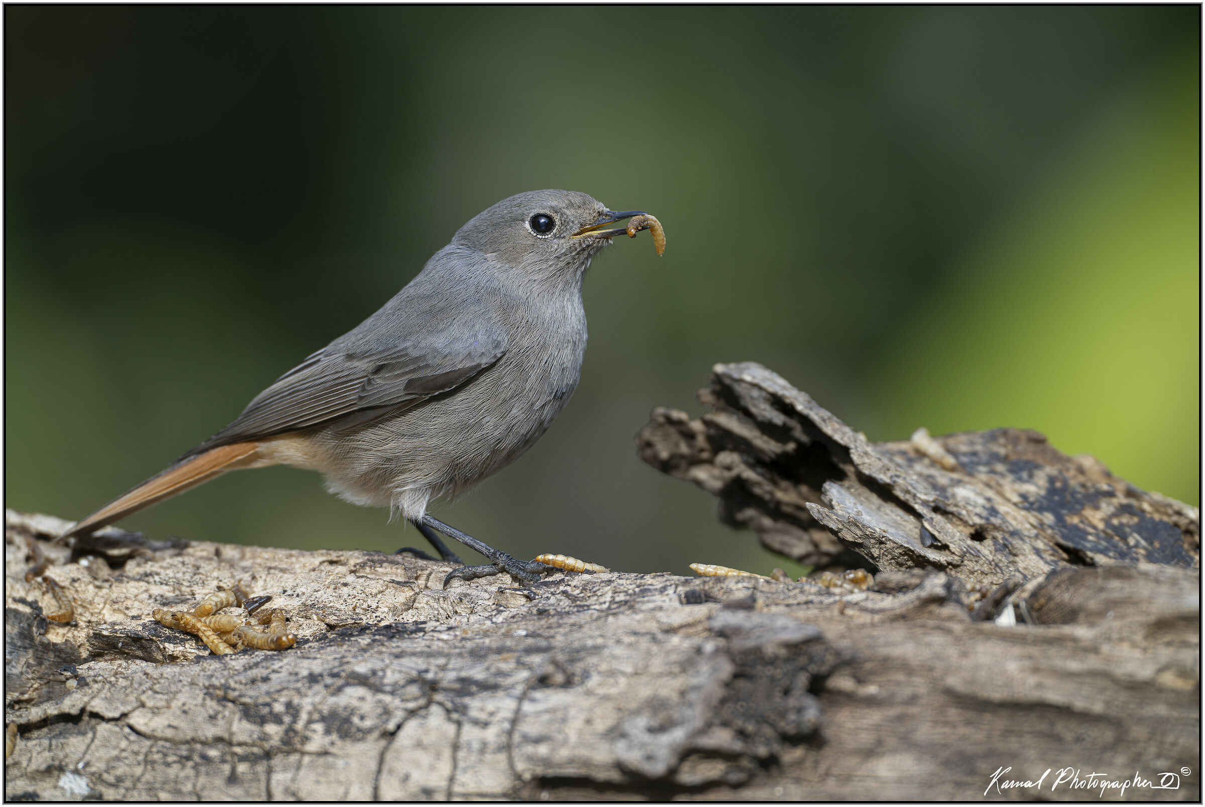 (Codirosso Spazzacamino femmina)Phoenicurus phoenicurus