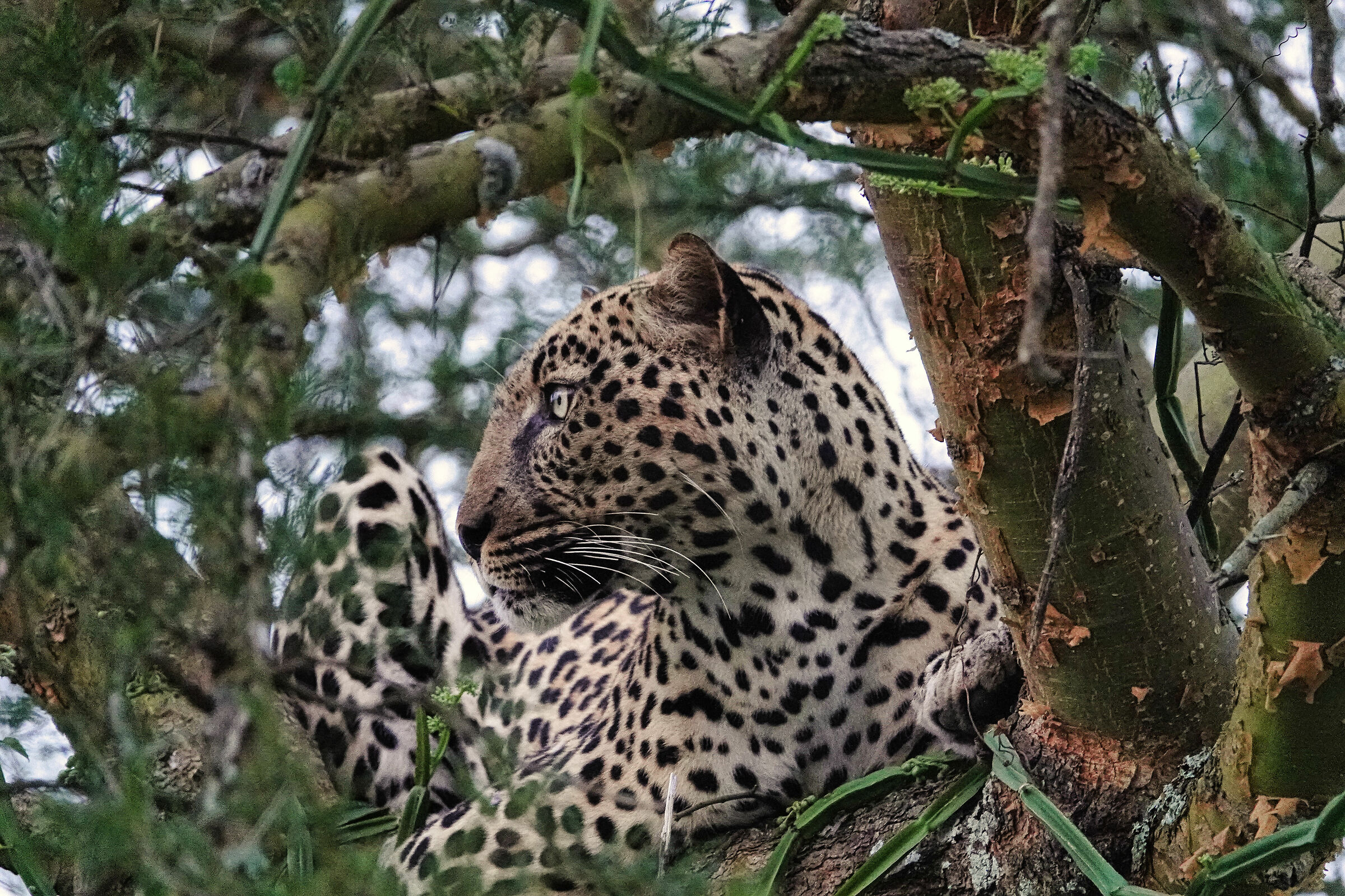 Leopardo
