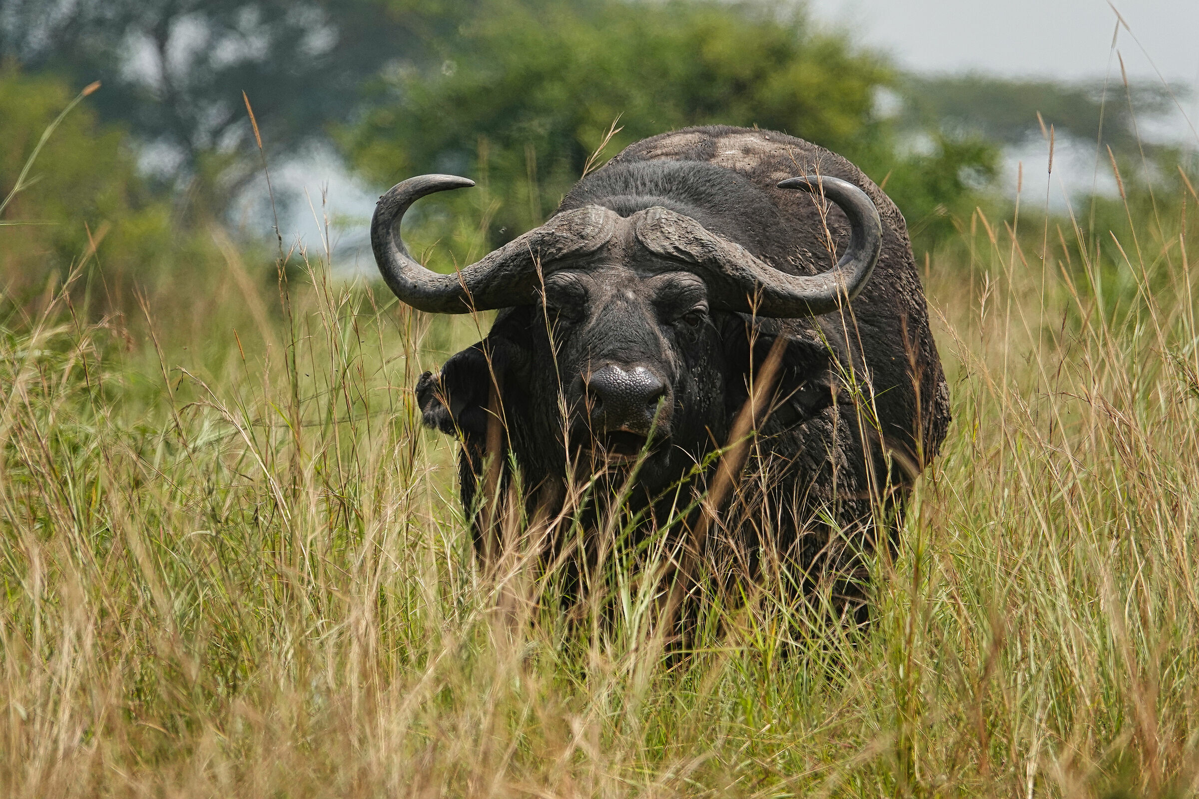 Bufalo