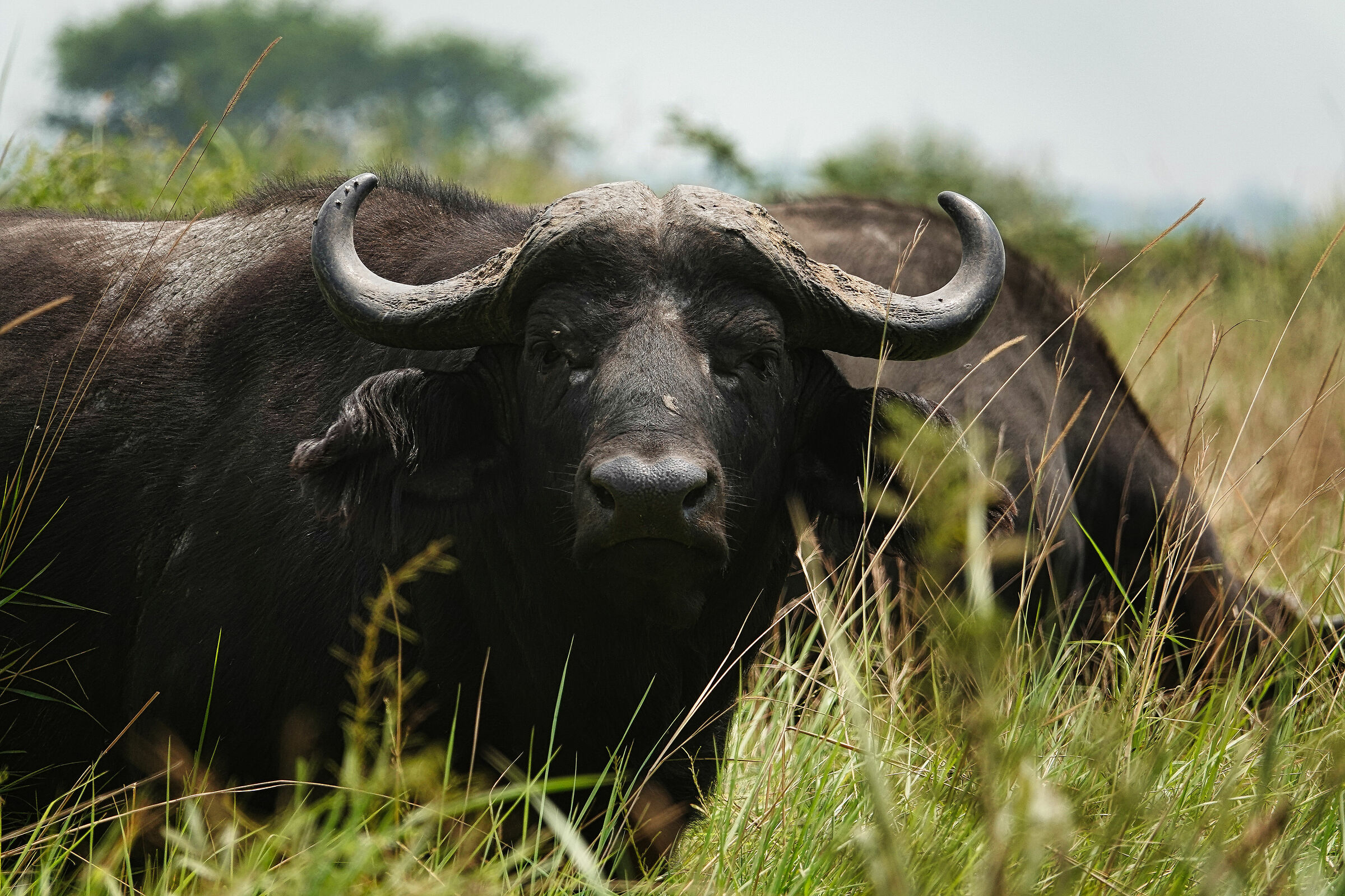 Bufalo