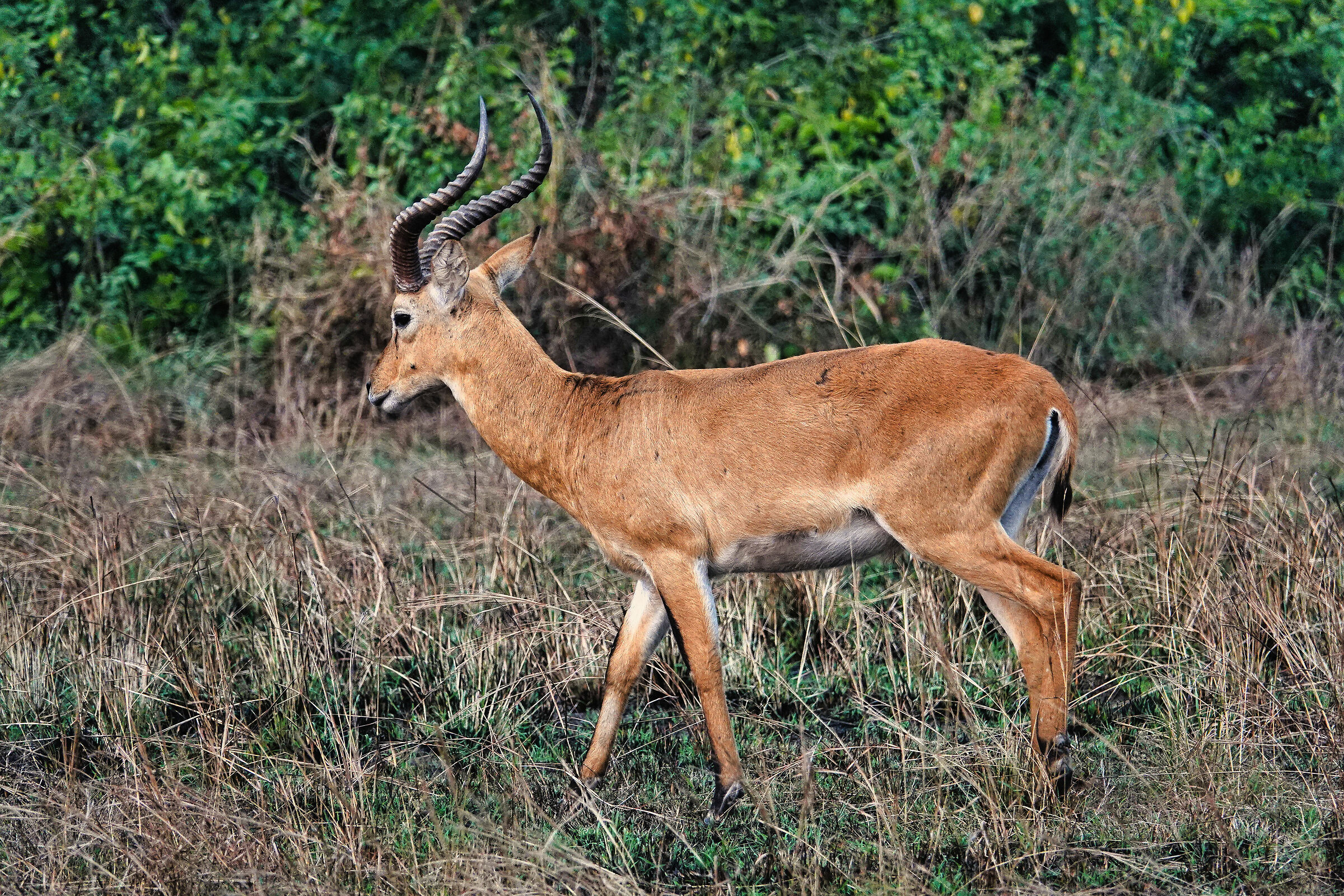 Antilope