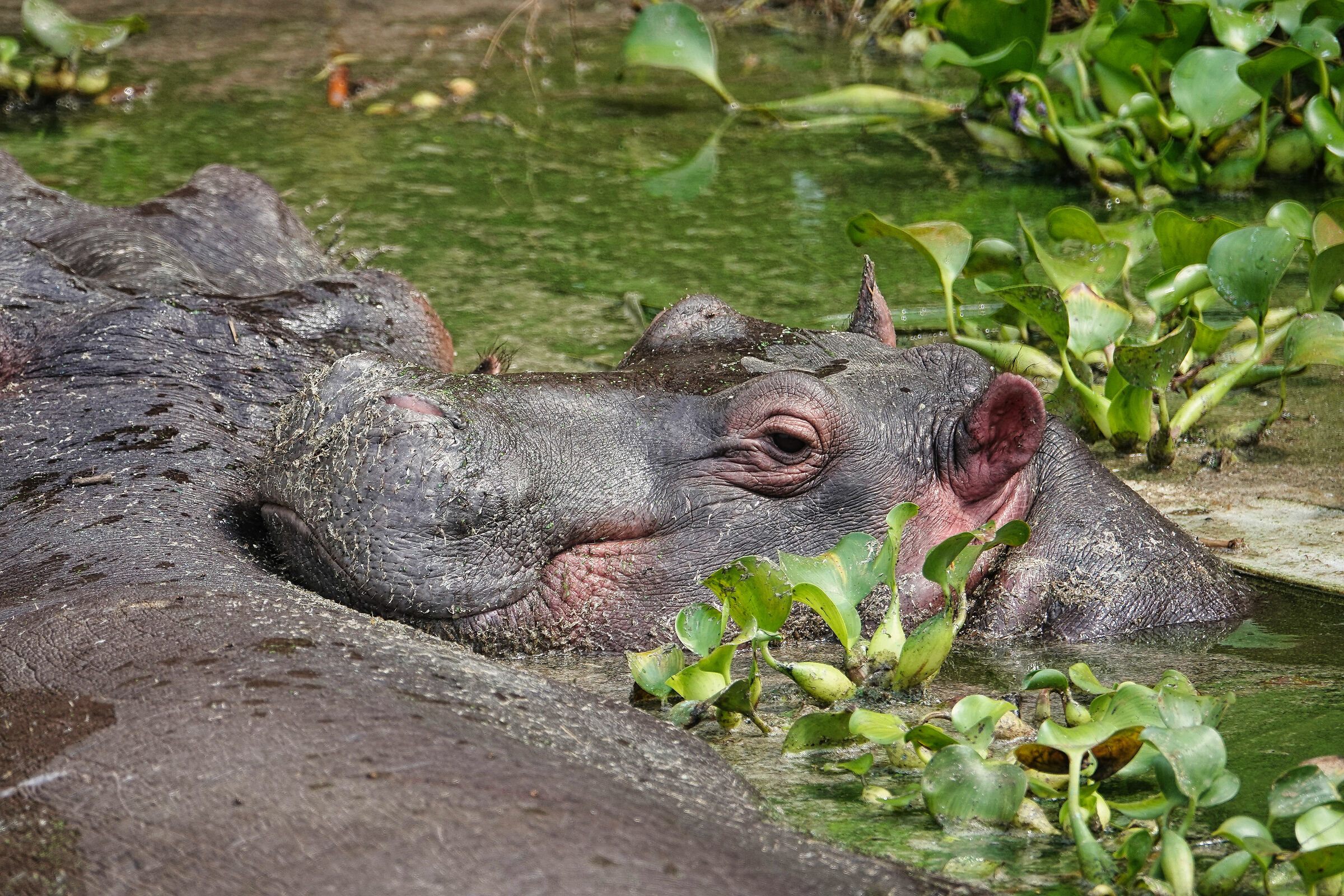 Ippopotamo
