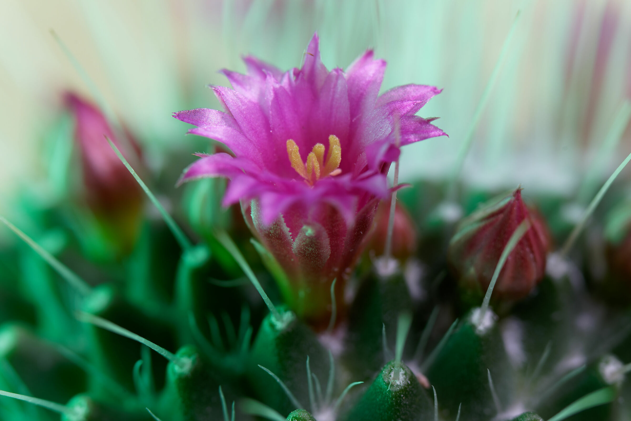 Mammillaria compressa