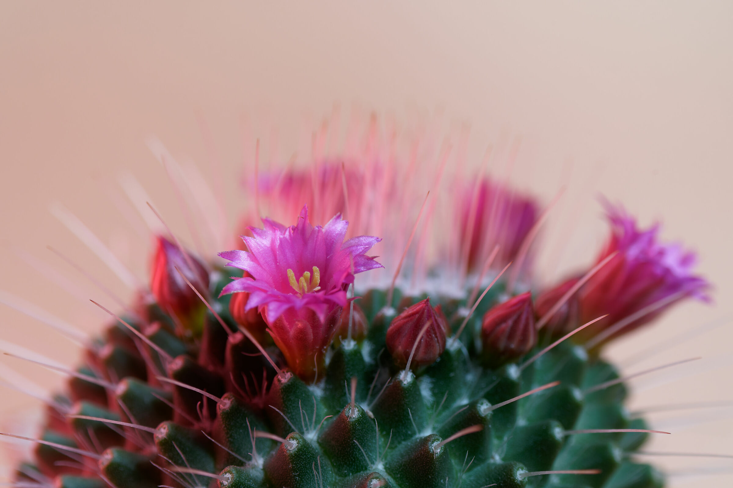 Mammillaria compressa