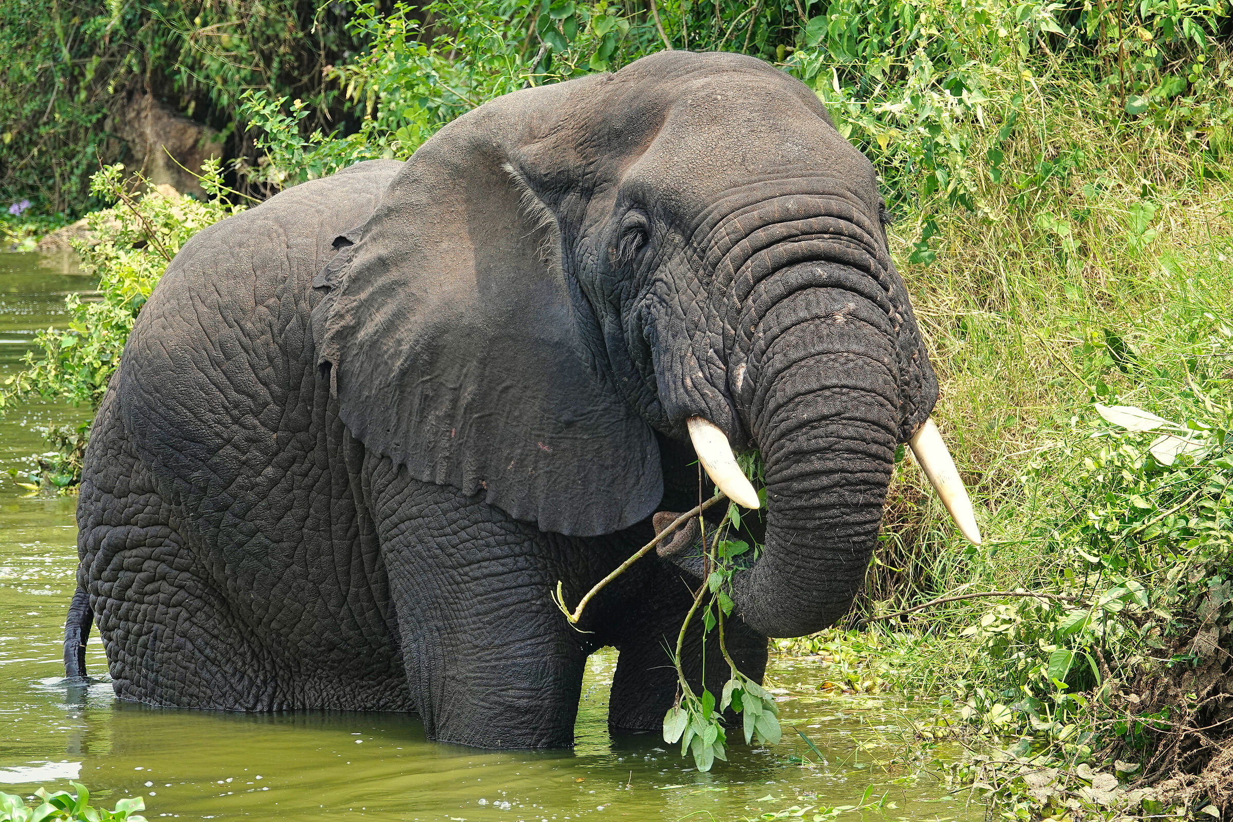 Elefante