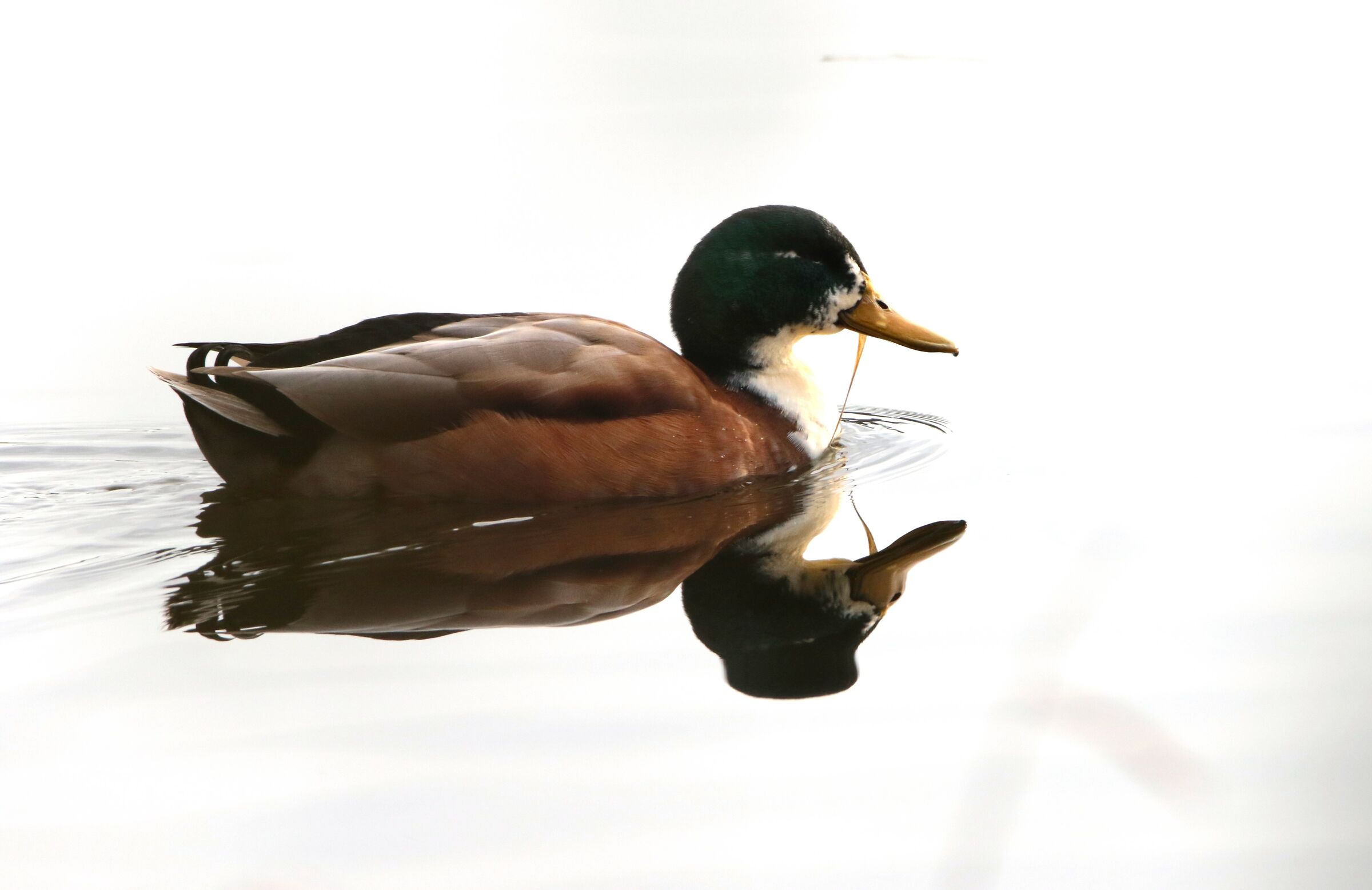 Mustachioed duck always liked