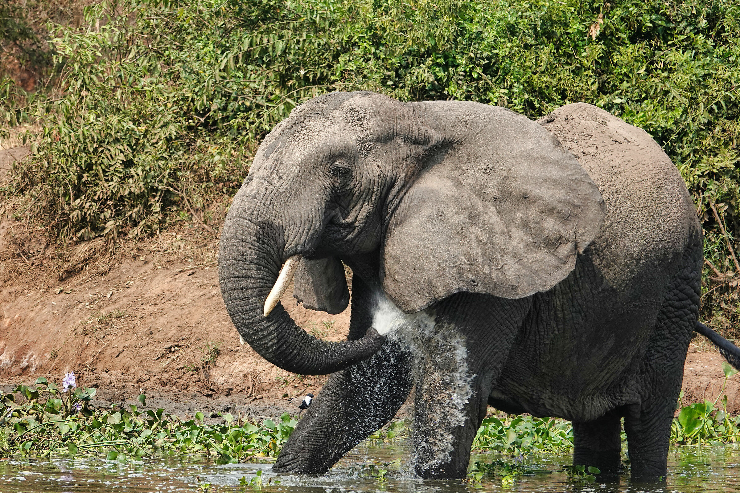 Elefante